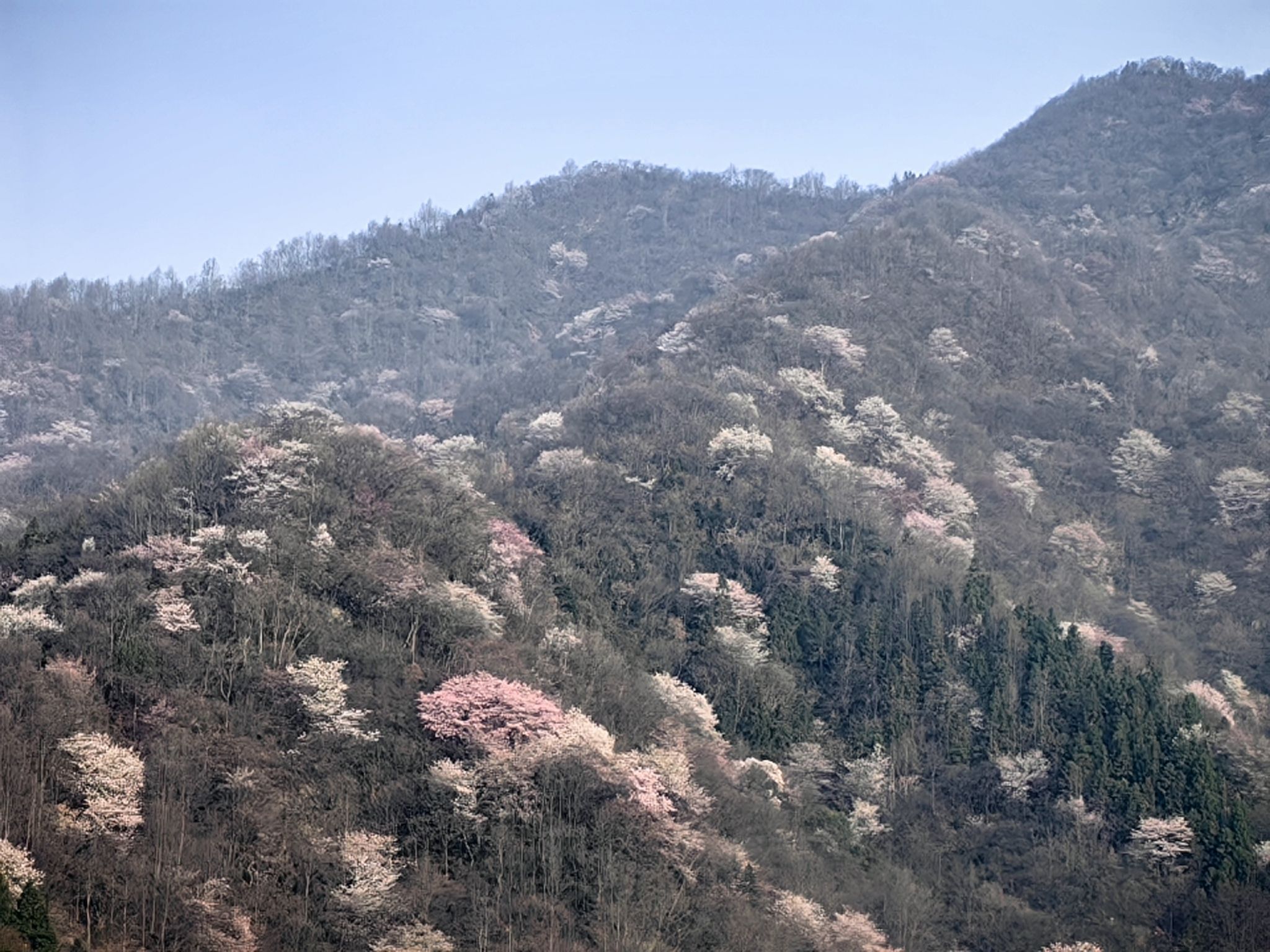 樱花谷旅行图片 2