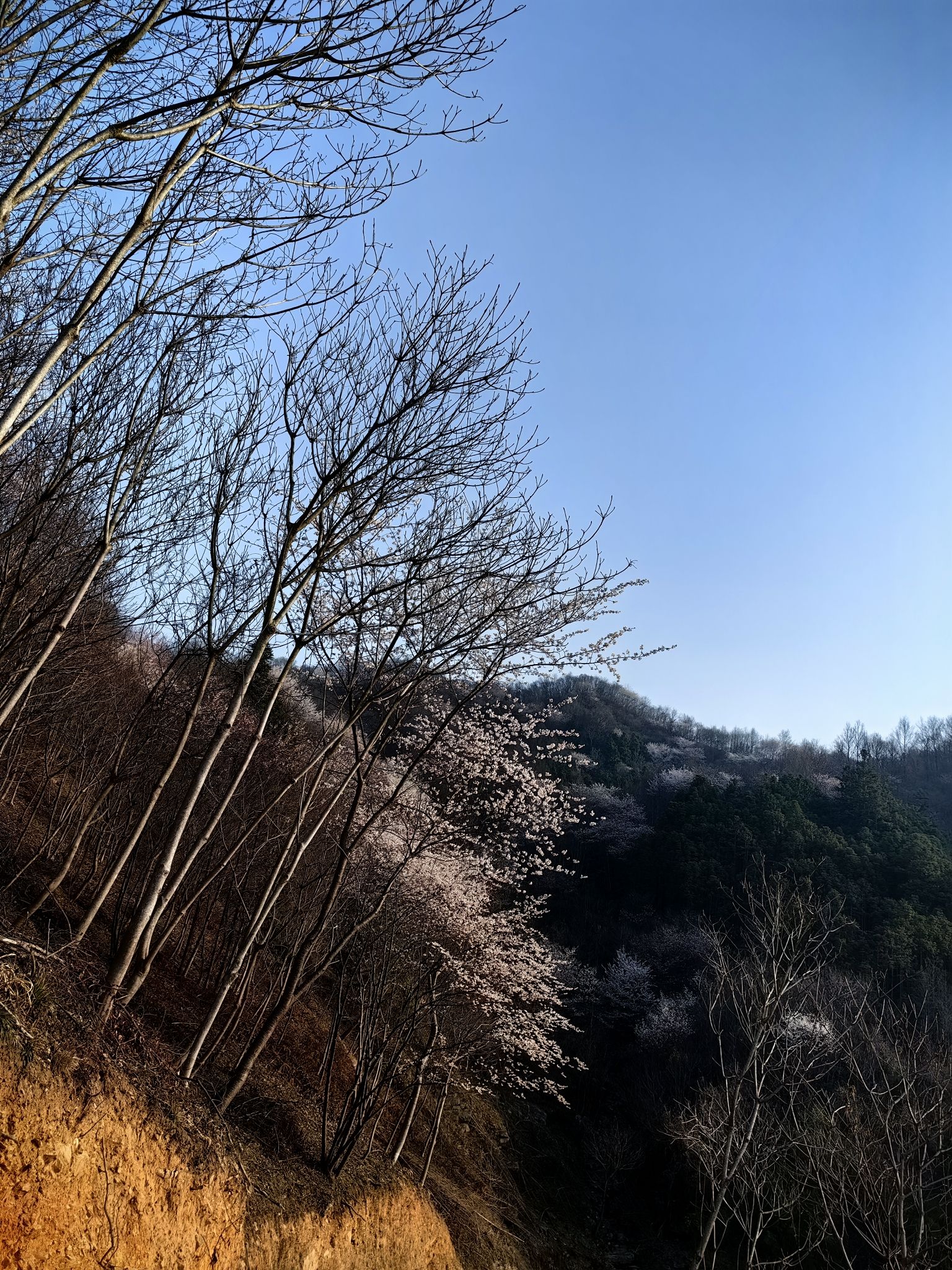 樱花谷旅行图片 3