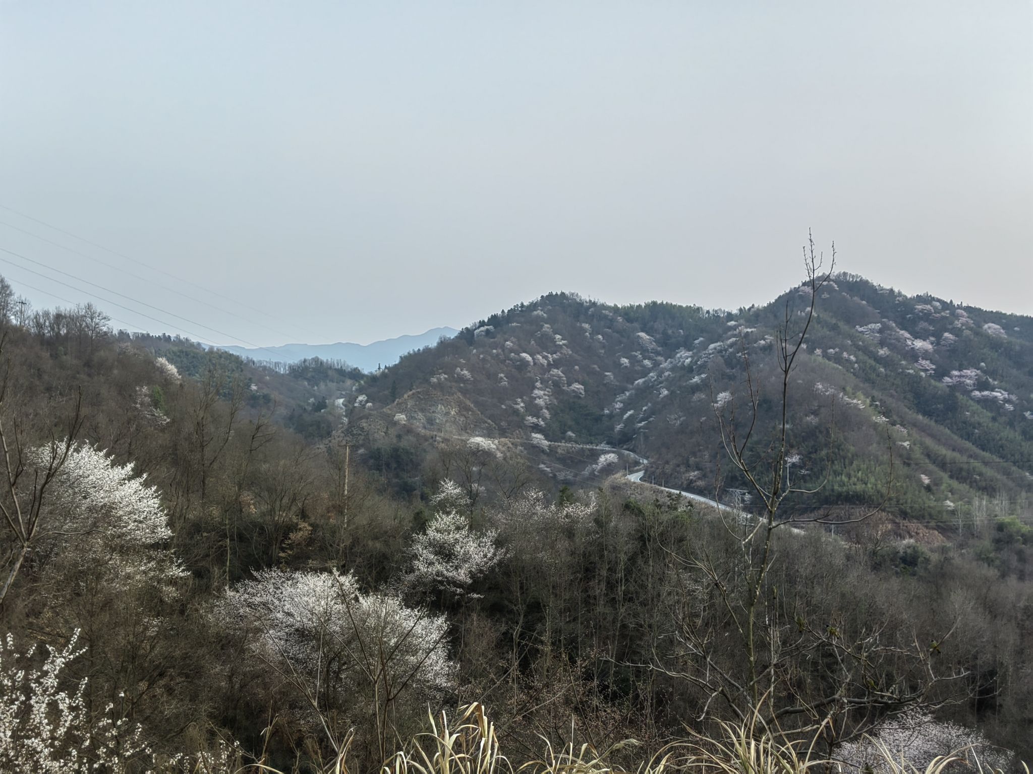 樱花谷旅行图片 2