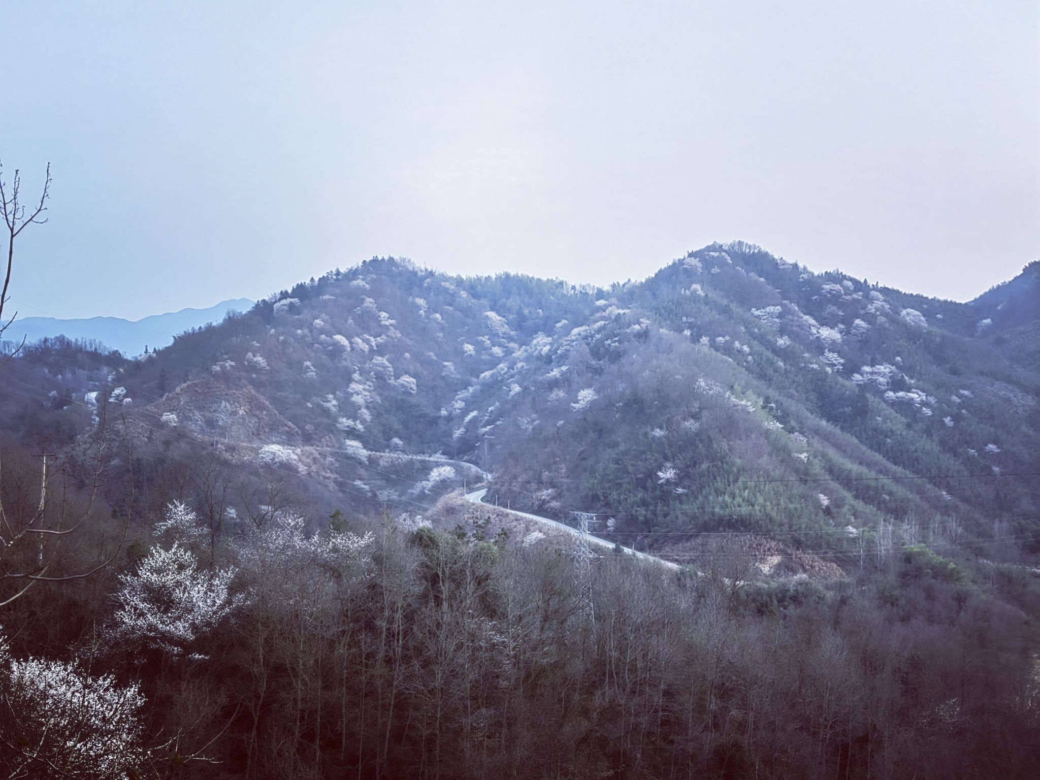 樱花谷旅行图片 1