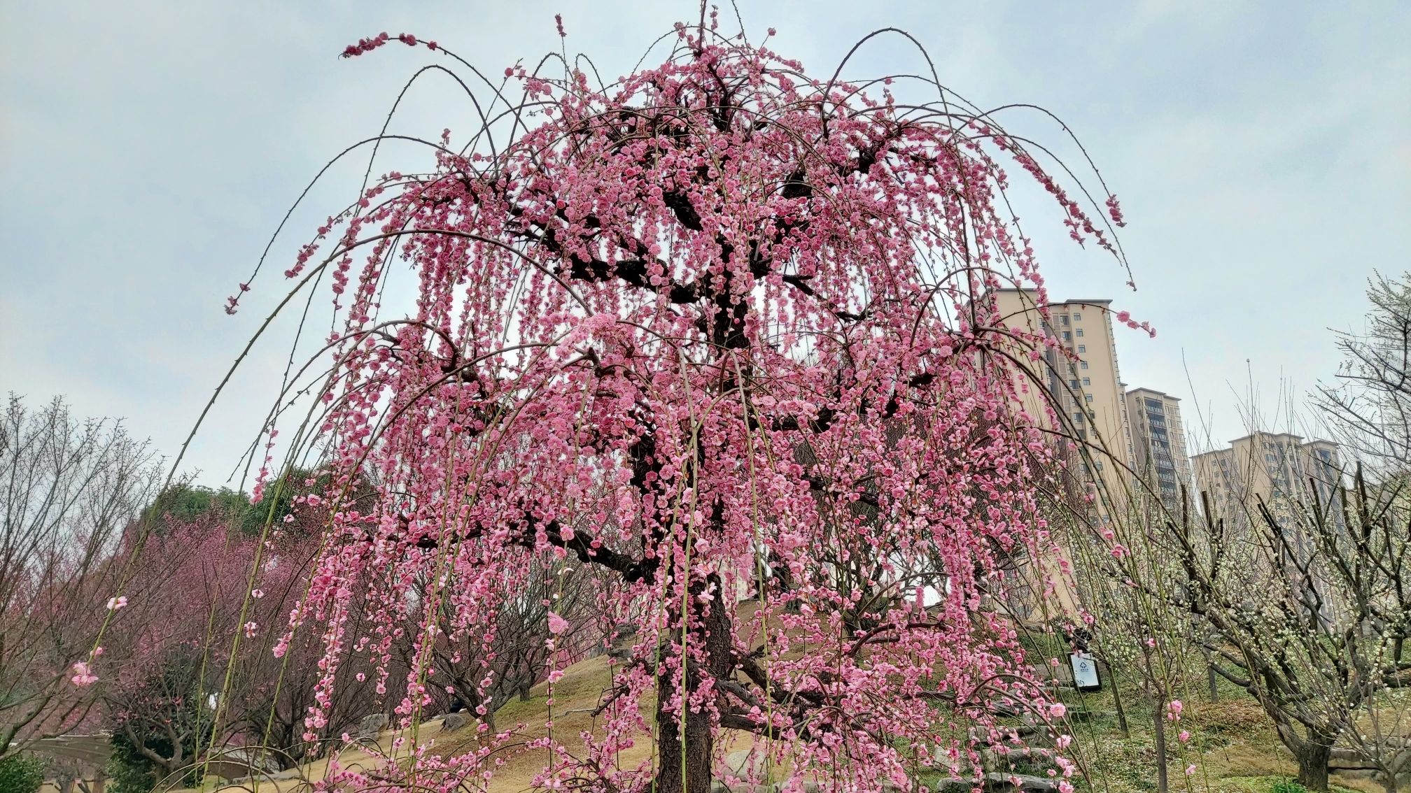 乾艺梅园旅行图片 2