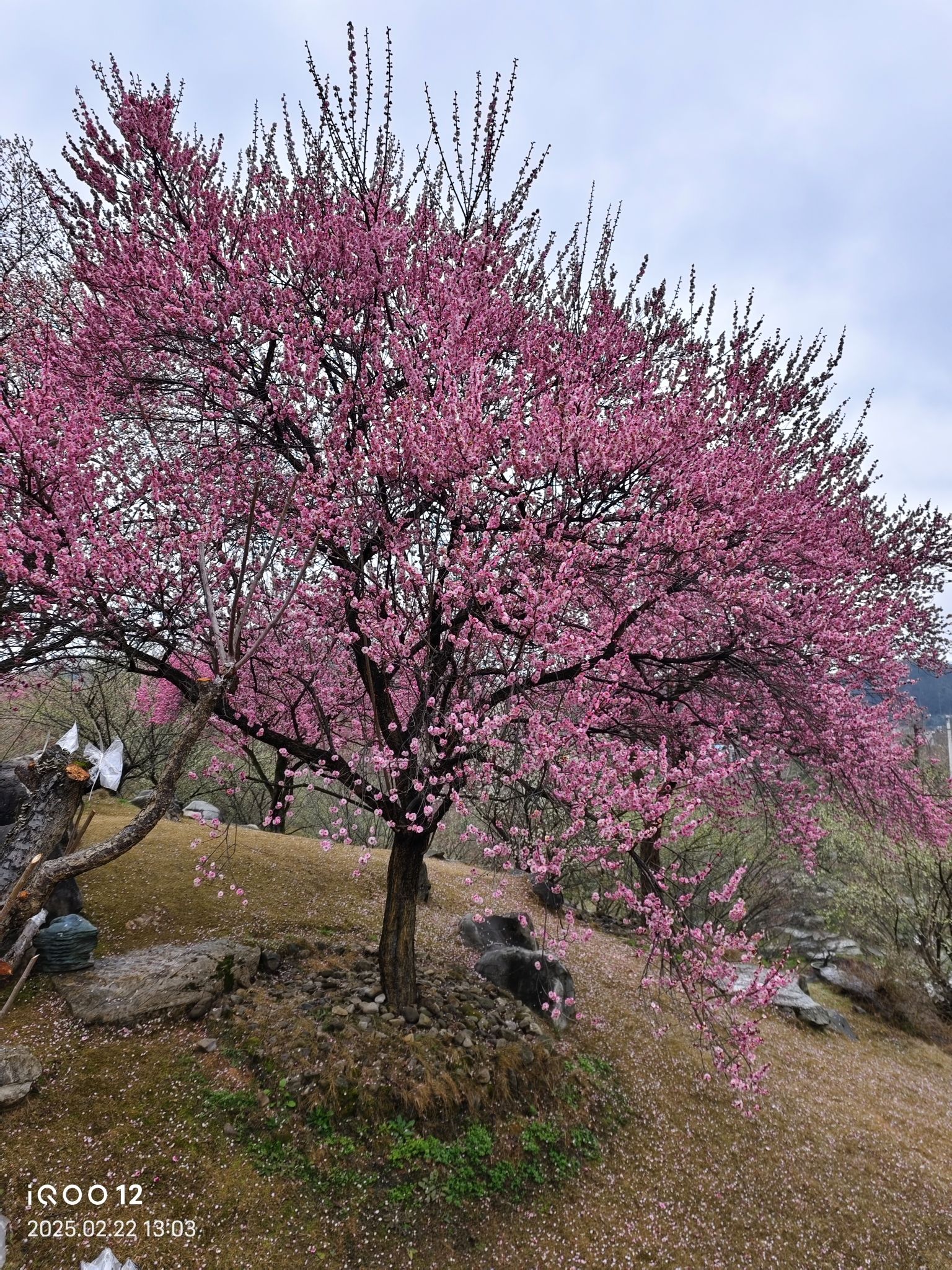 乾艺梅园旅行图片 3
