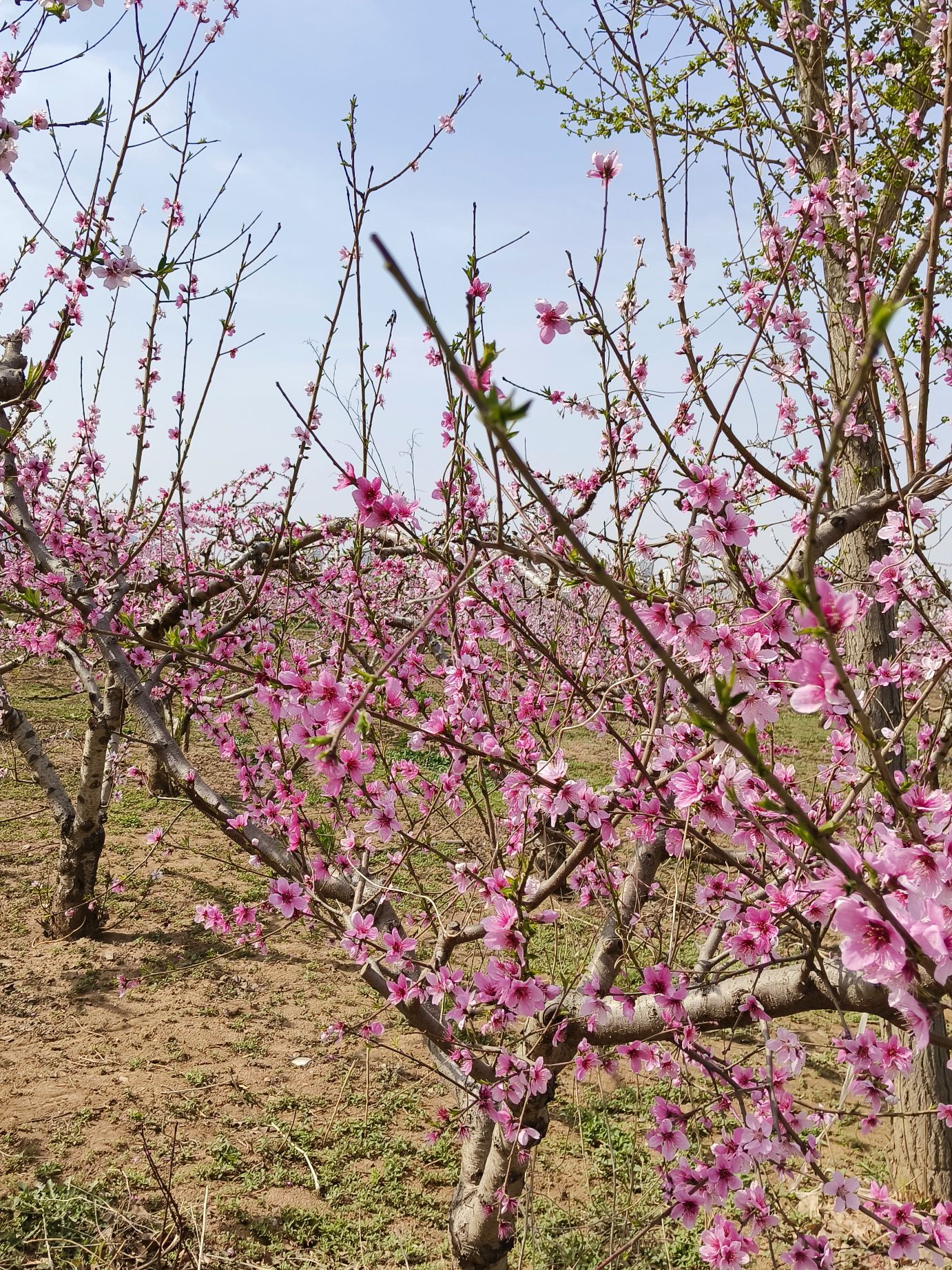 唐庄桃花源旅行图片 1