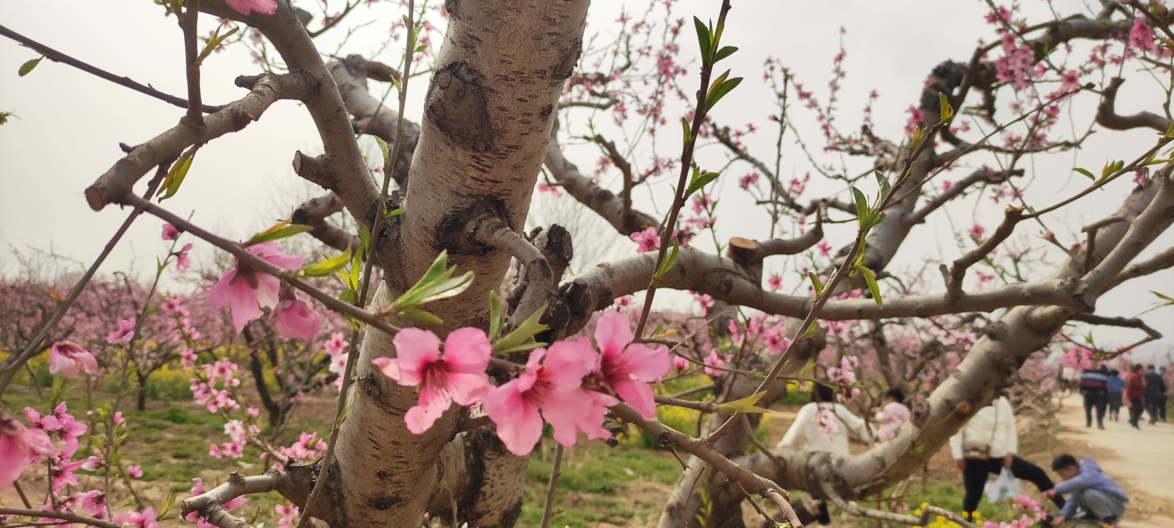 唐庄桃花源旅行图片 3