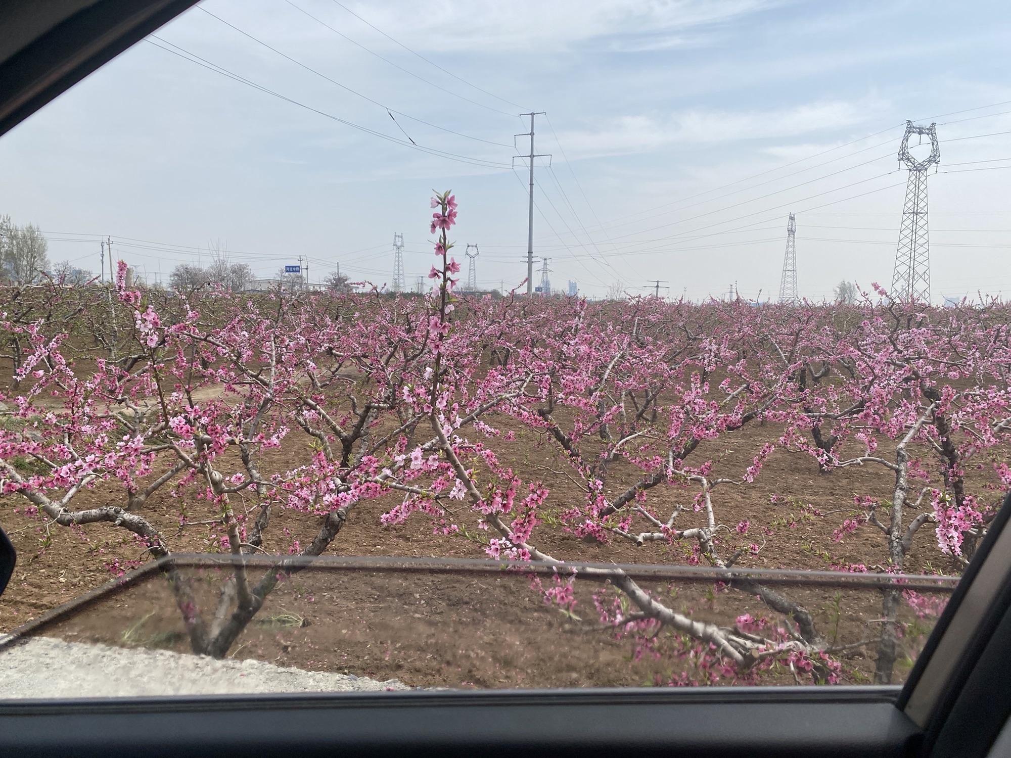 唐庄桃花源旅行图片 3