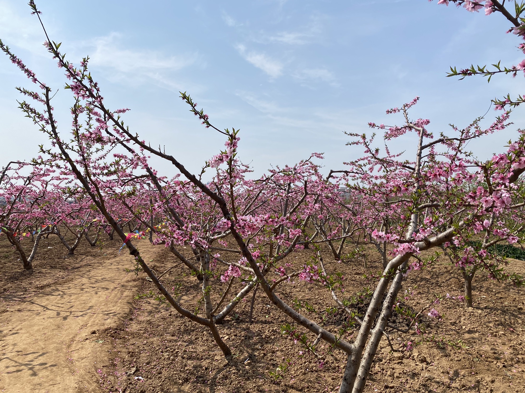唐庄桃花源旅行图片 1
