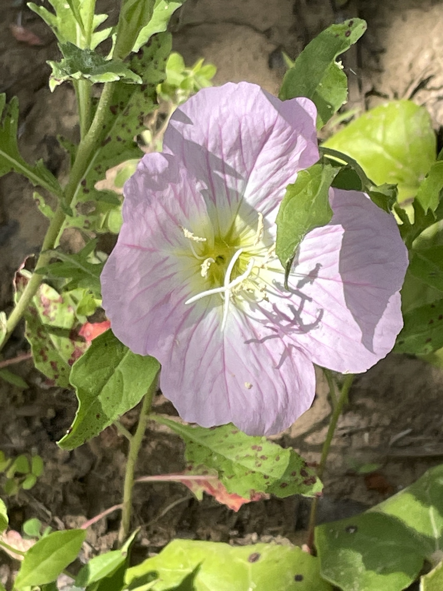 正阳县植物园旅行图片 3