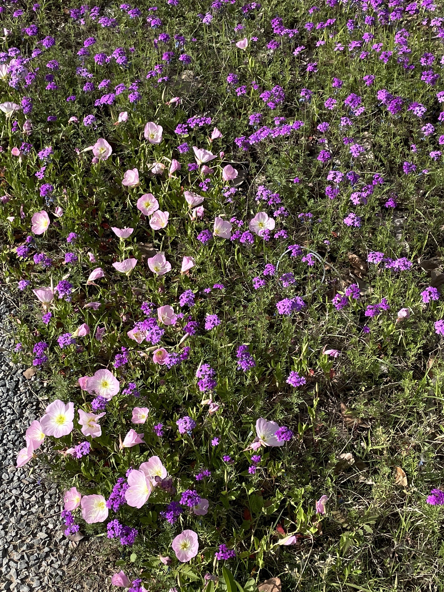正阳县植物园旅行图片 2