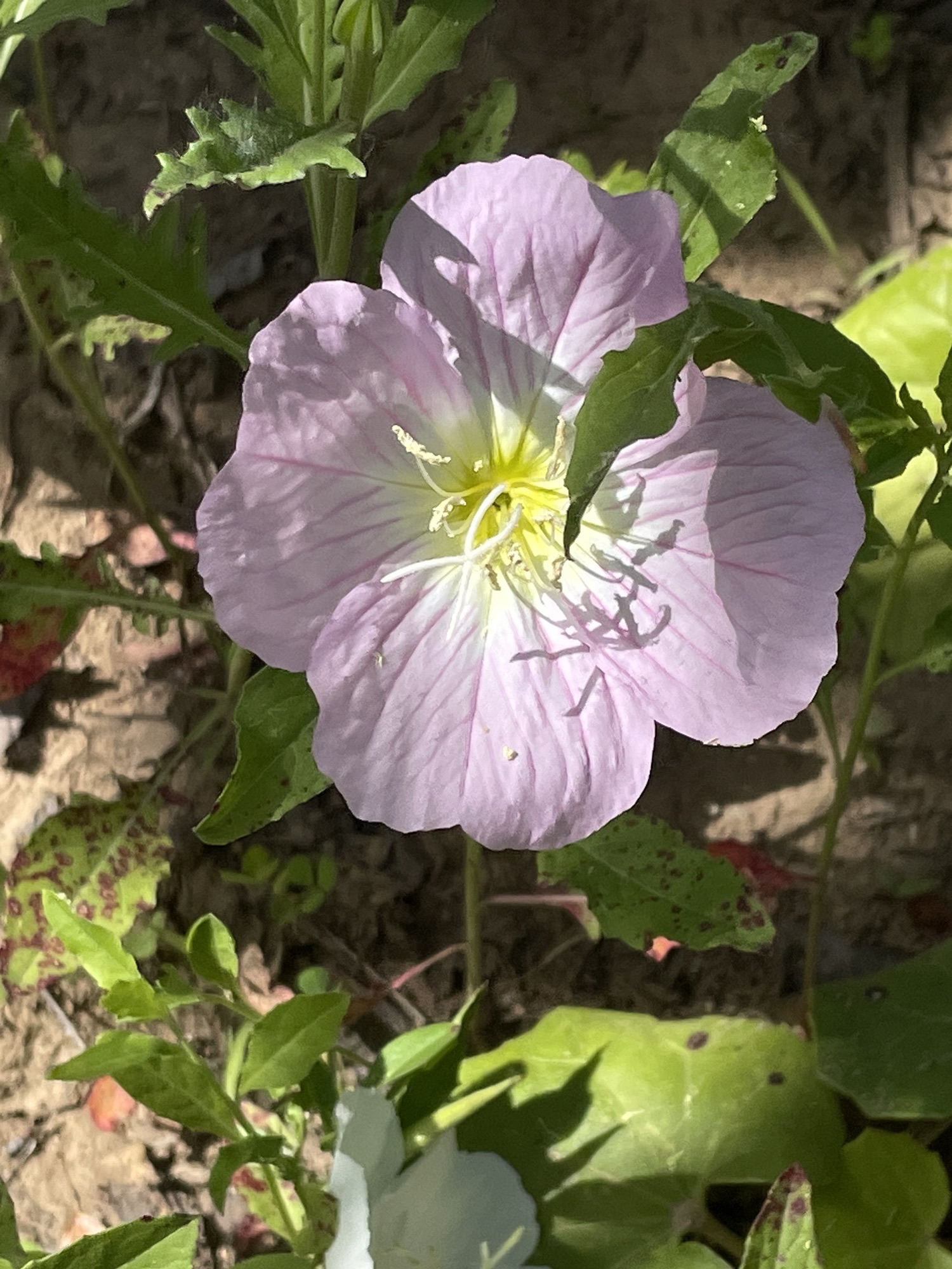 正阳县植物园旅行图片 1