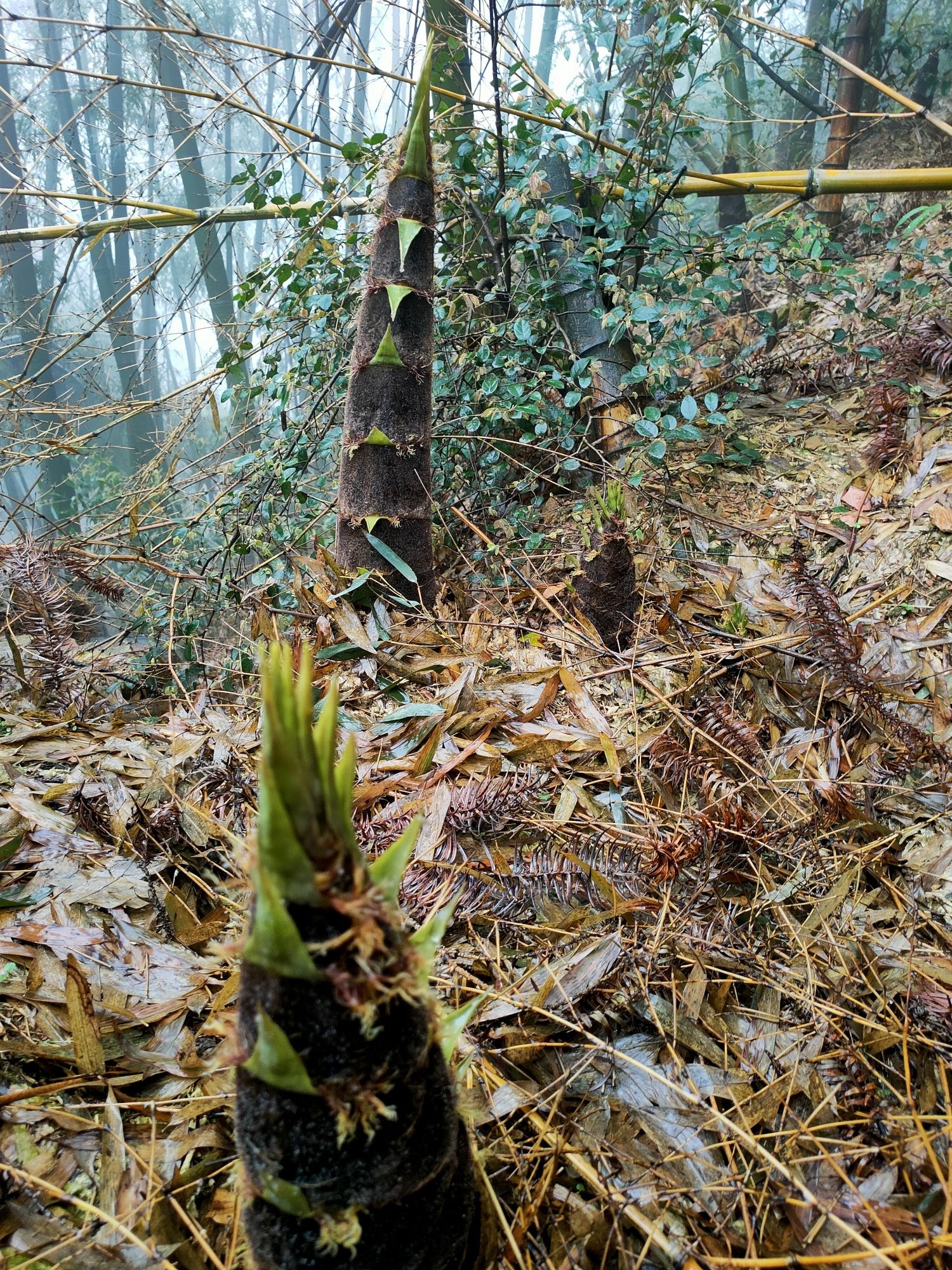 石荷岭旅行图片 2