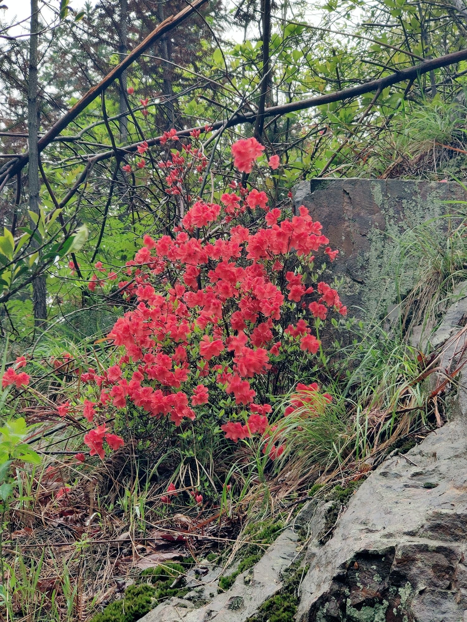 石荷岭旅行图片 1