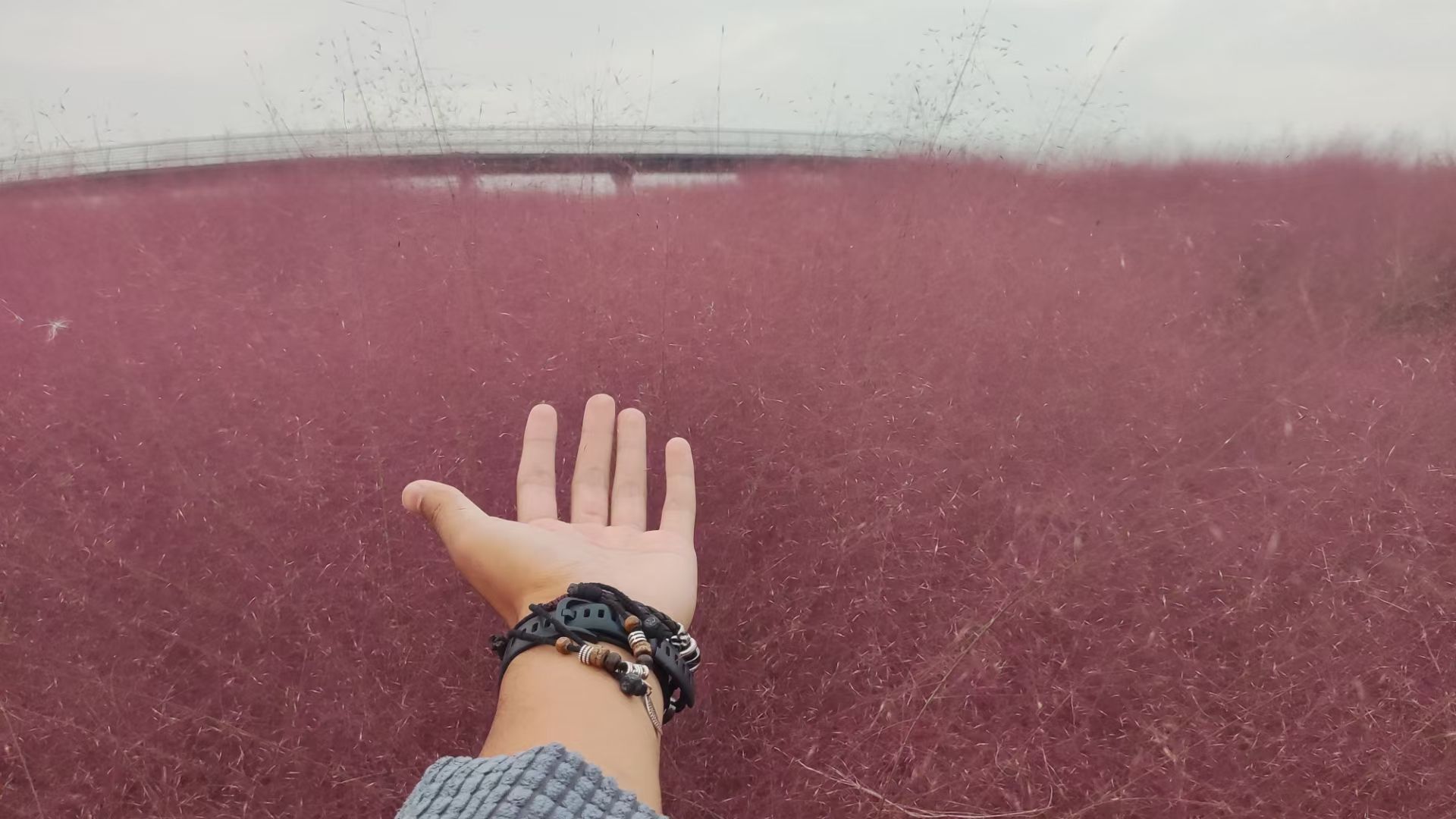 文昌湖绿苑花海旅行图片 3