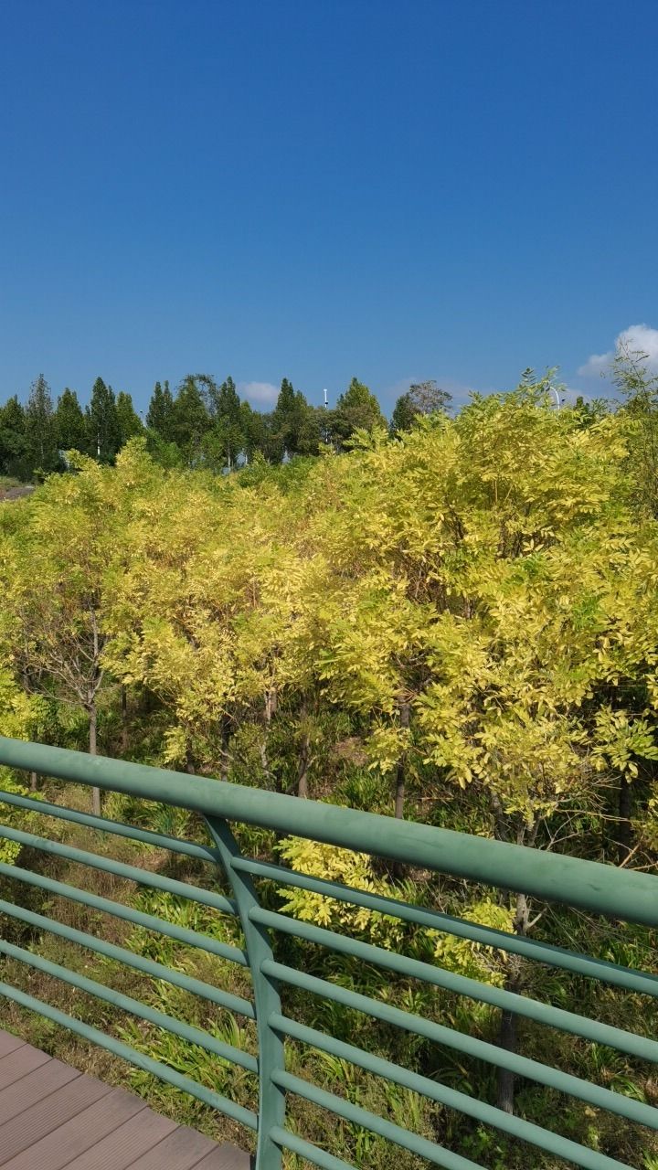 文昌湖绿苑花海旅行图片 1