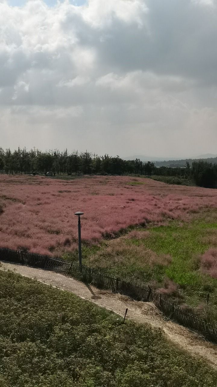 文昌湖绿苑花海旅行图片 2