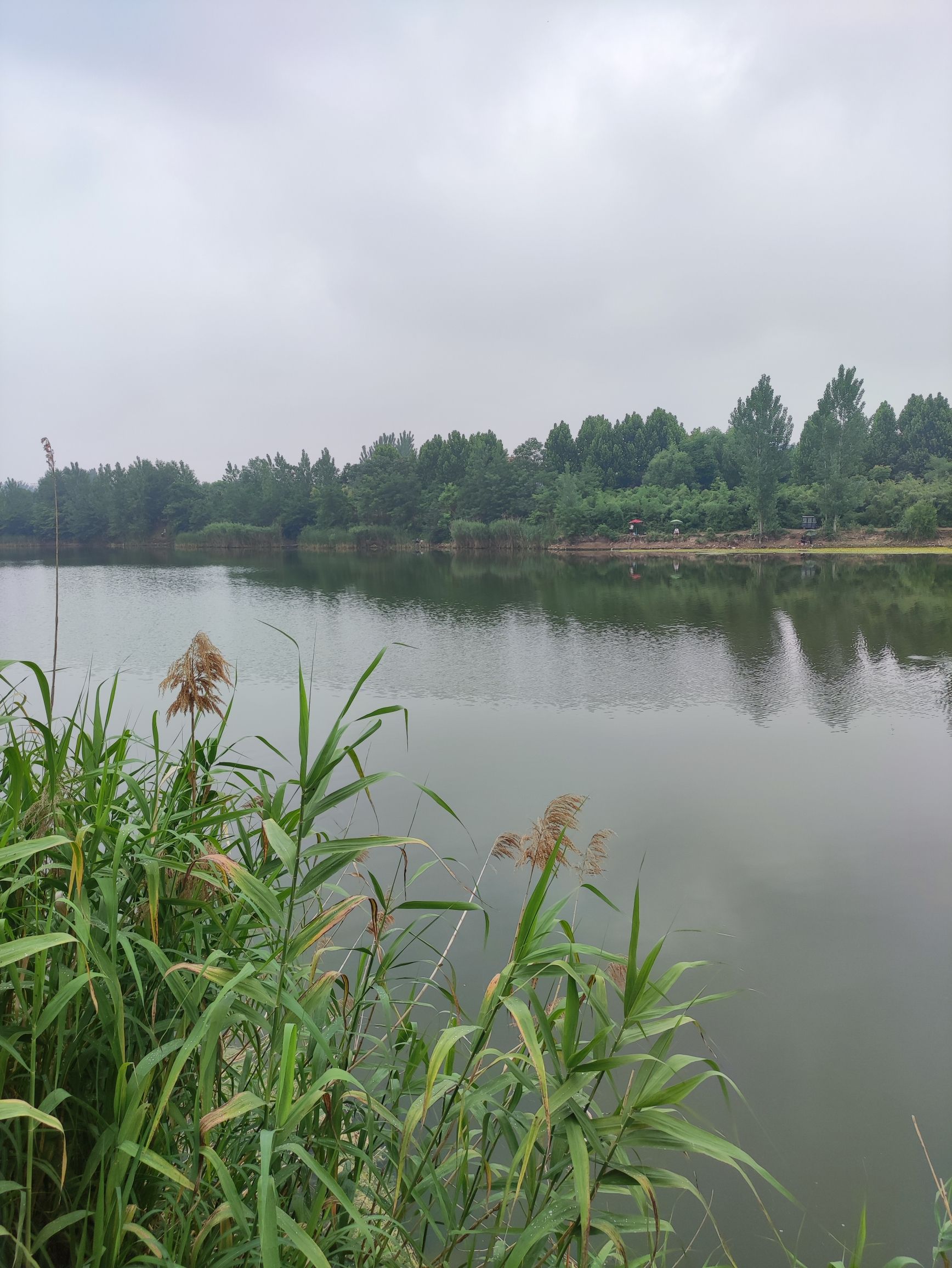 河南鹿邑涡河省级湿地公园旅行图片 1