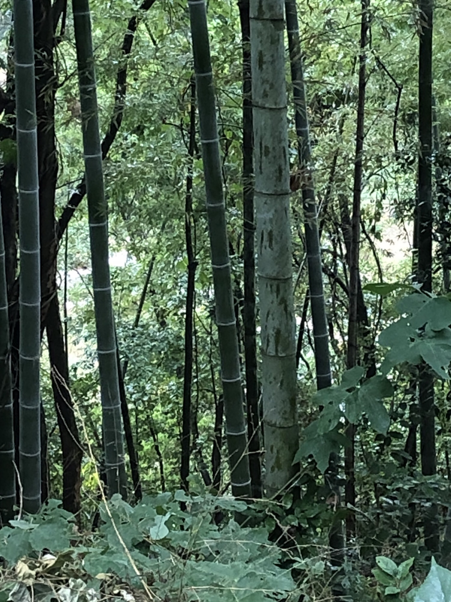 峨山公园旅行图片 1