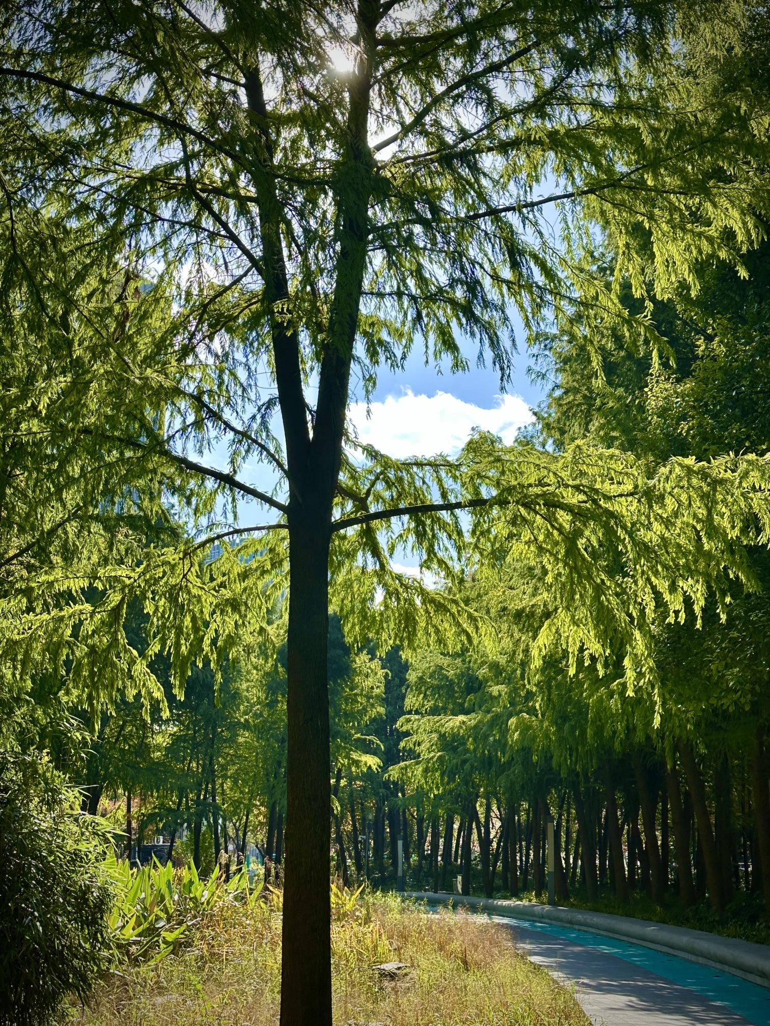 徐汇中城绿谷旅行图片 3