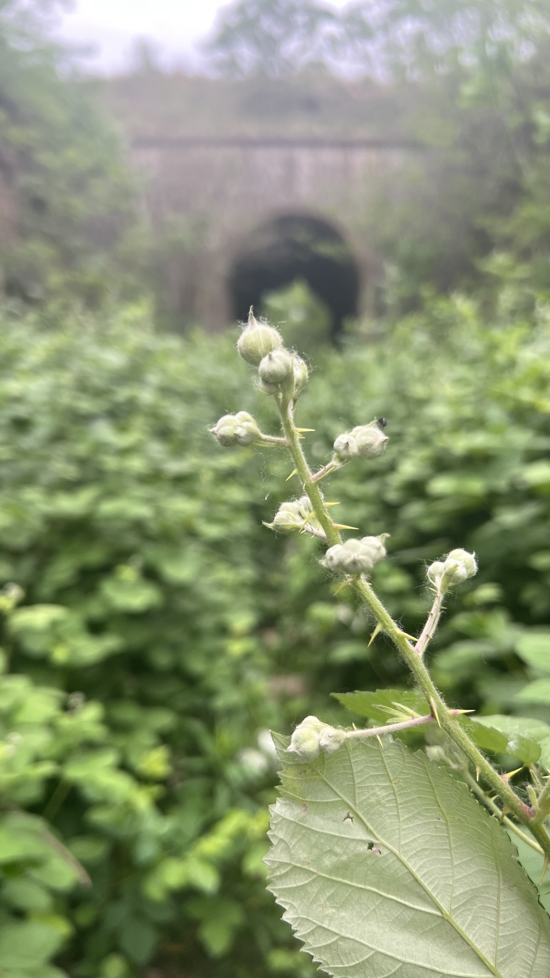爱情隧道旅行图片 2