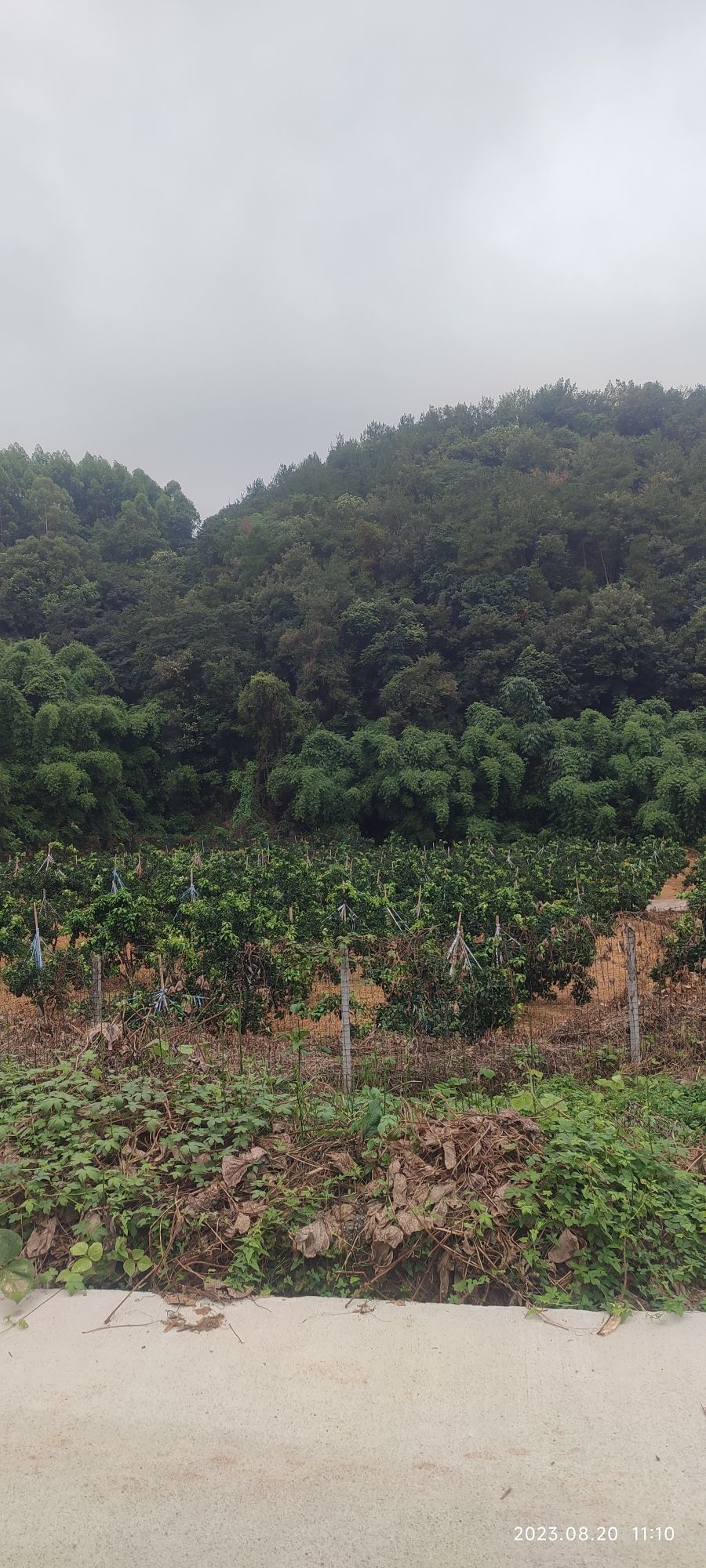 寂照禅林