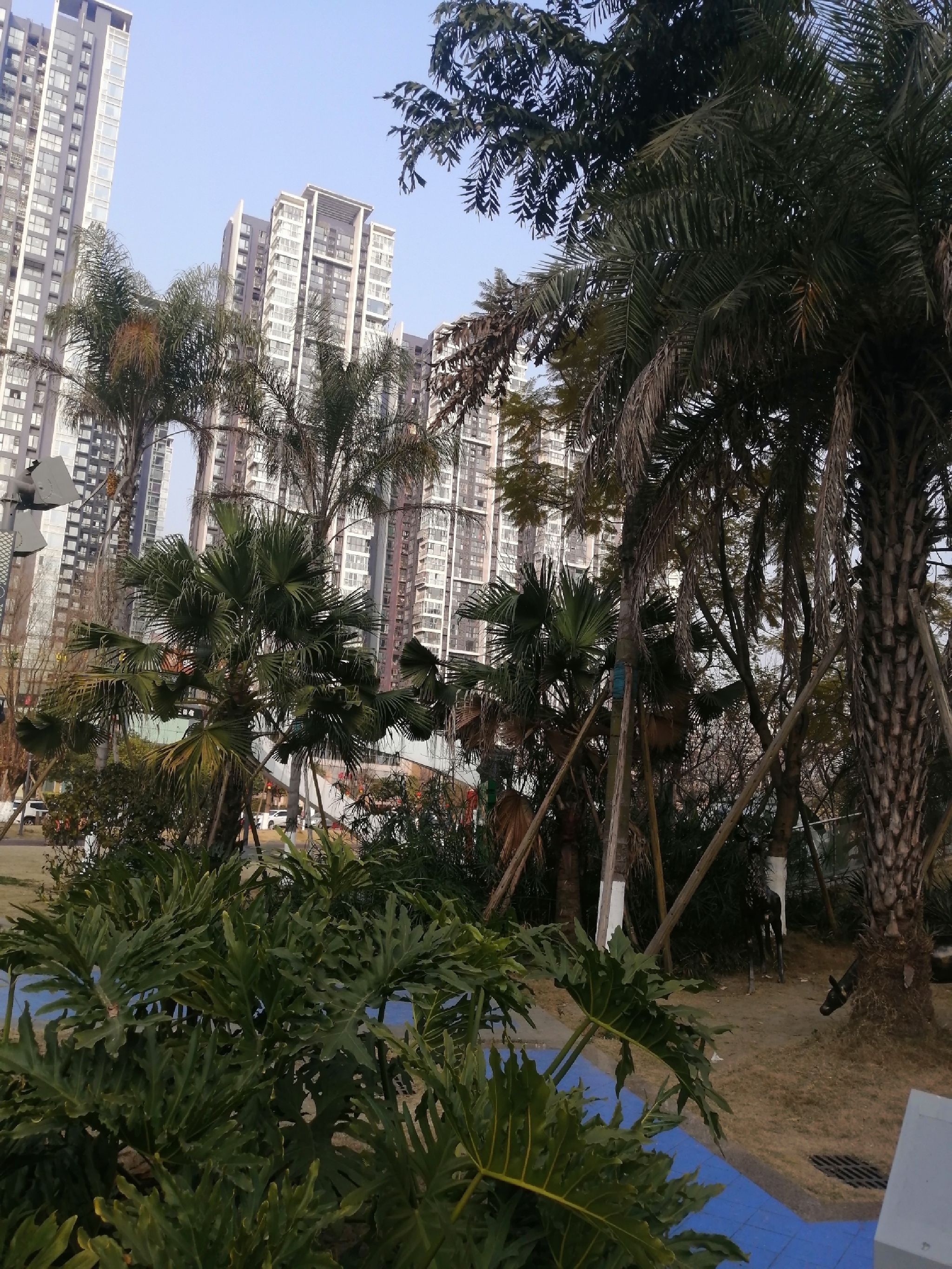 江安公园旅行图片 1