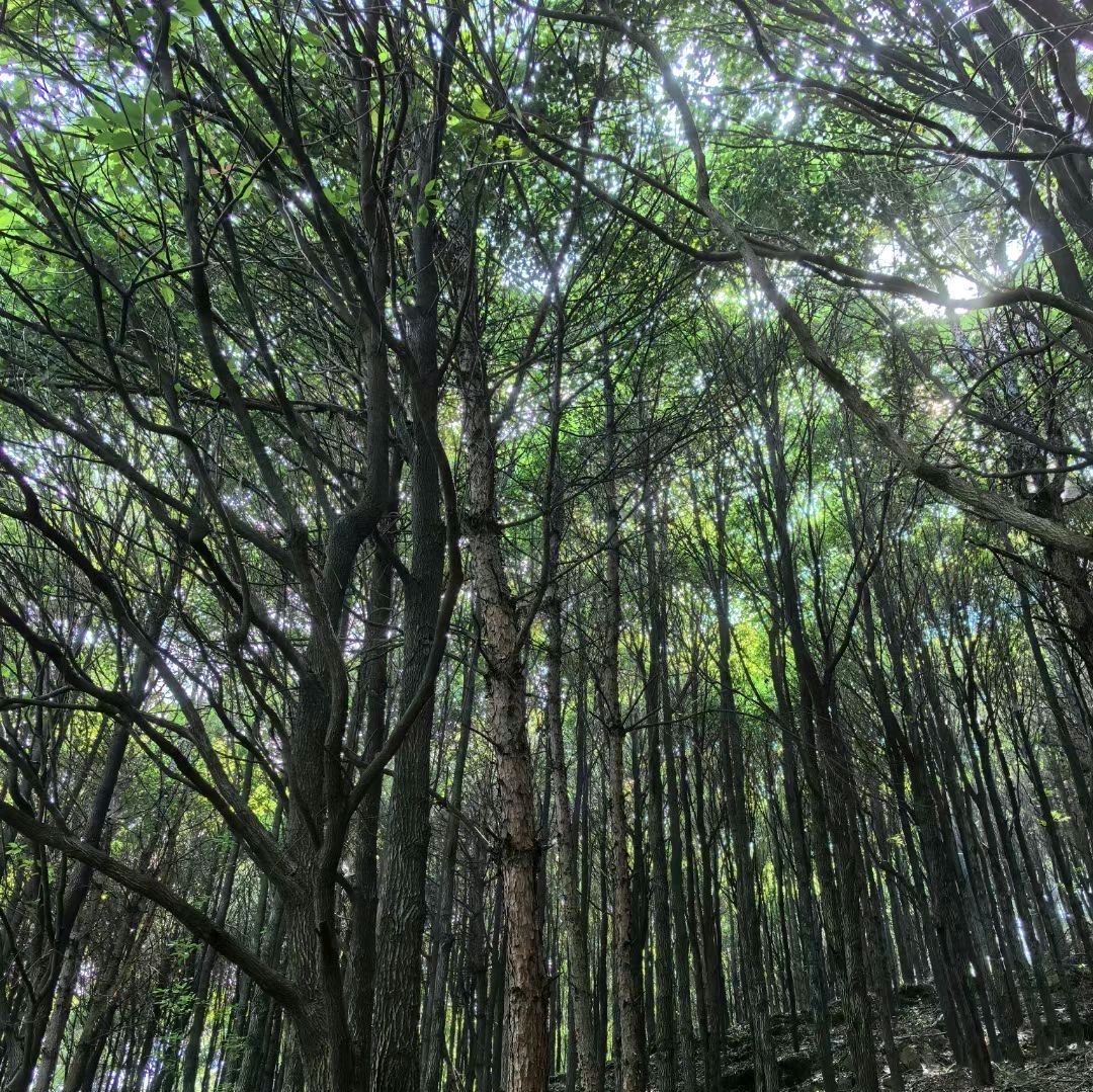 七星山观景台旅行图片 1