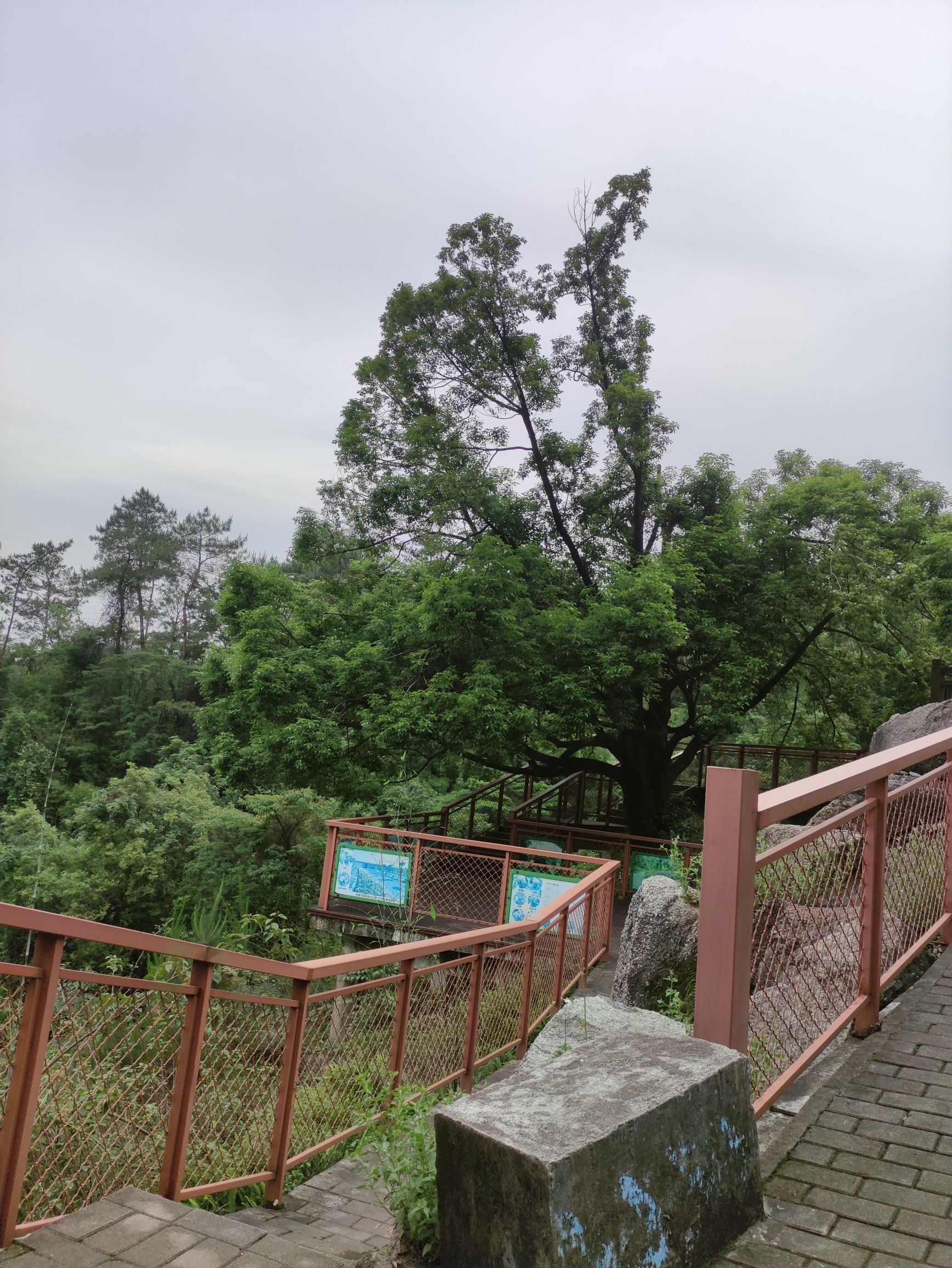 新丰江森林公园-笔架山旅游风景区旅行图片 3