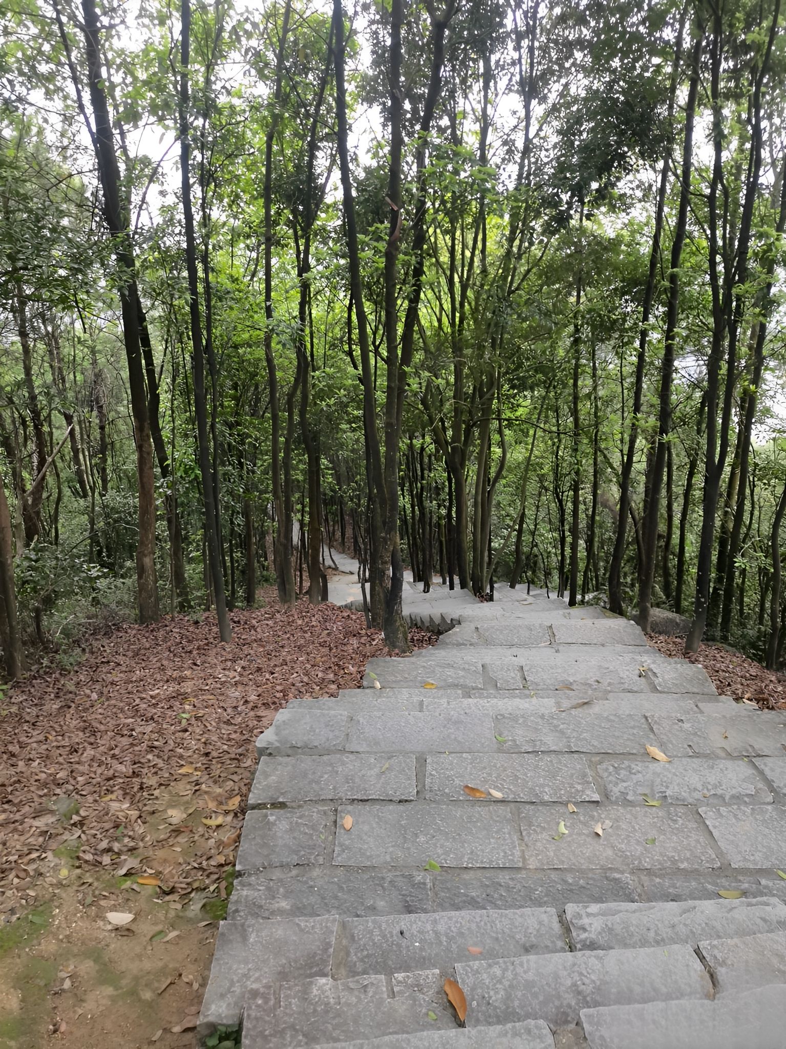新丰江森林公园-笔架山旅游风景区旅行图片 2