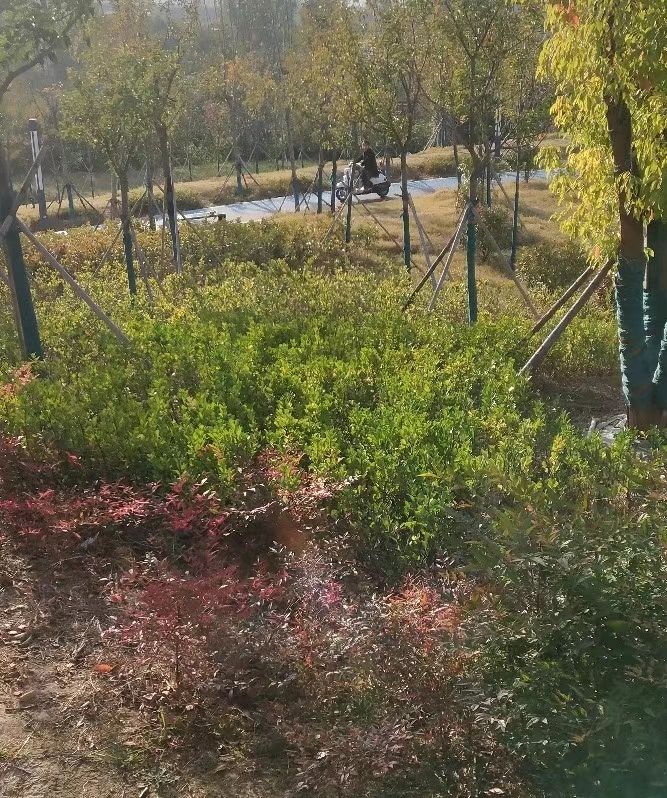 管城体育公园旅行图片 2