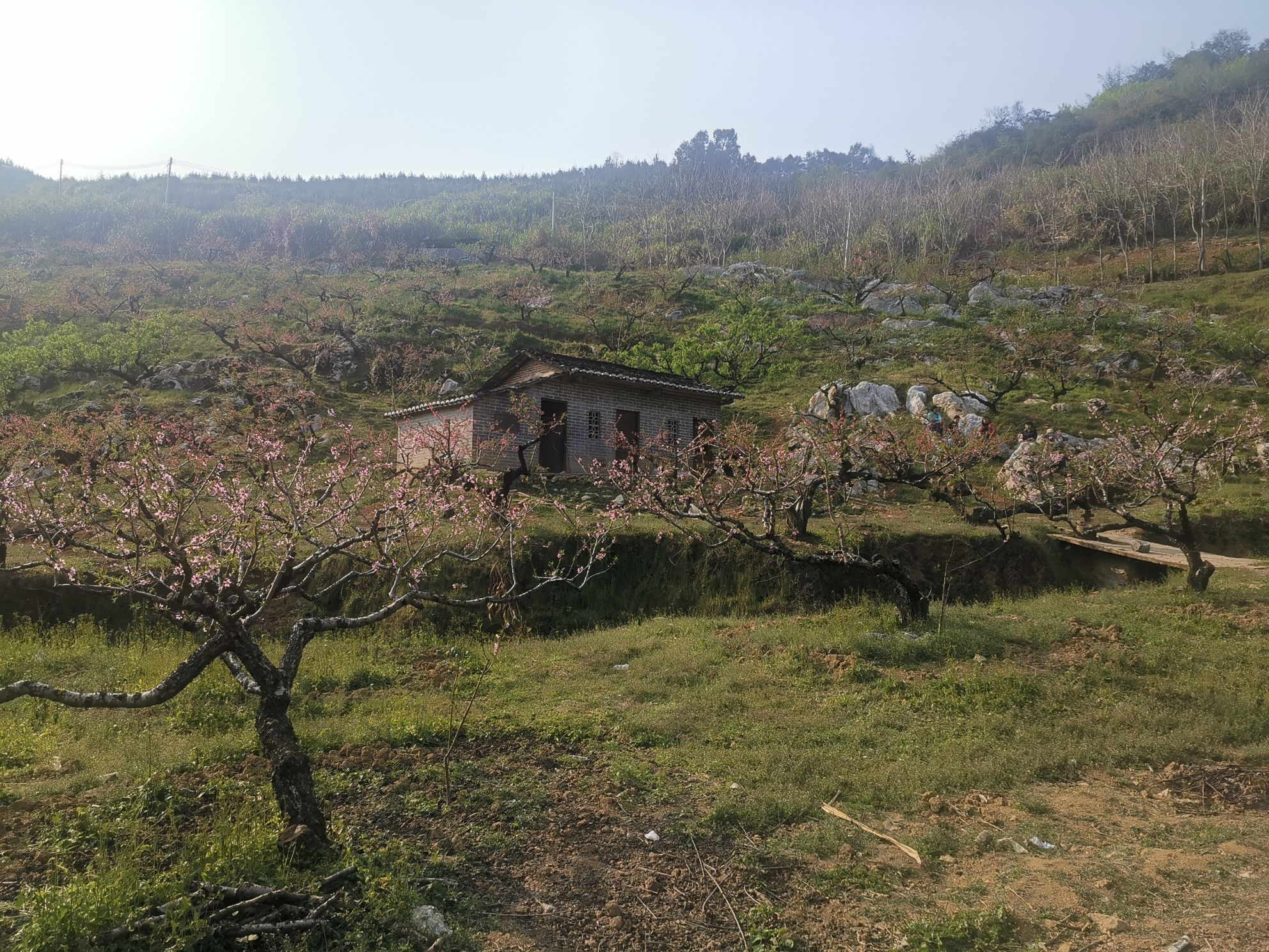 李洞桃花谷旅行图片 2