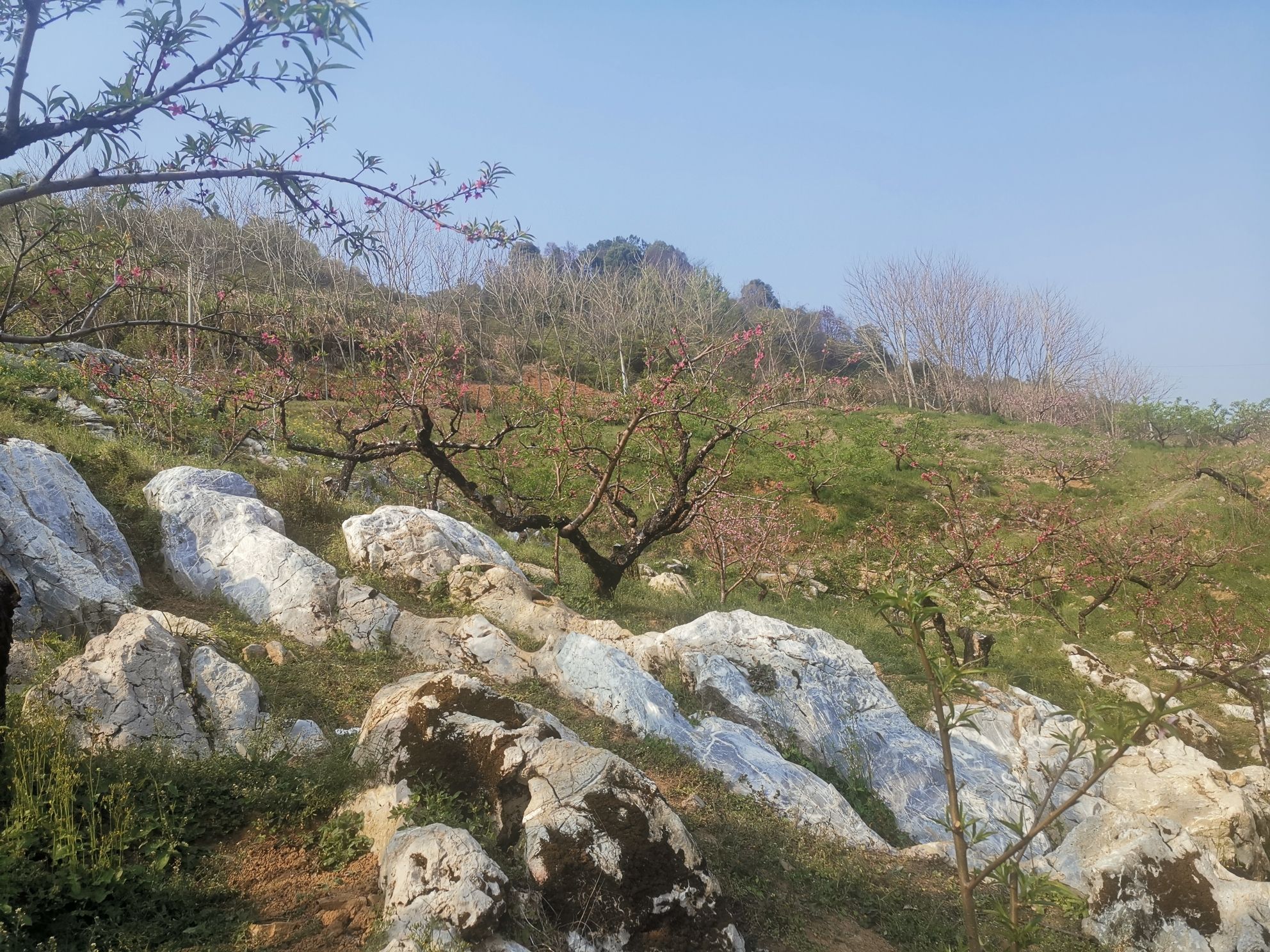 李洞桃花谷旅行图片 1