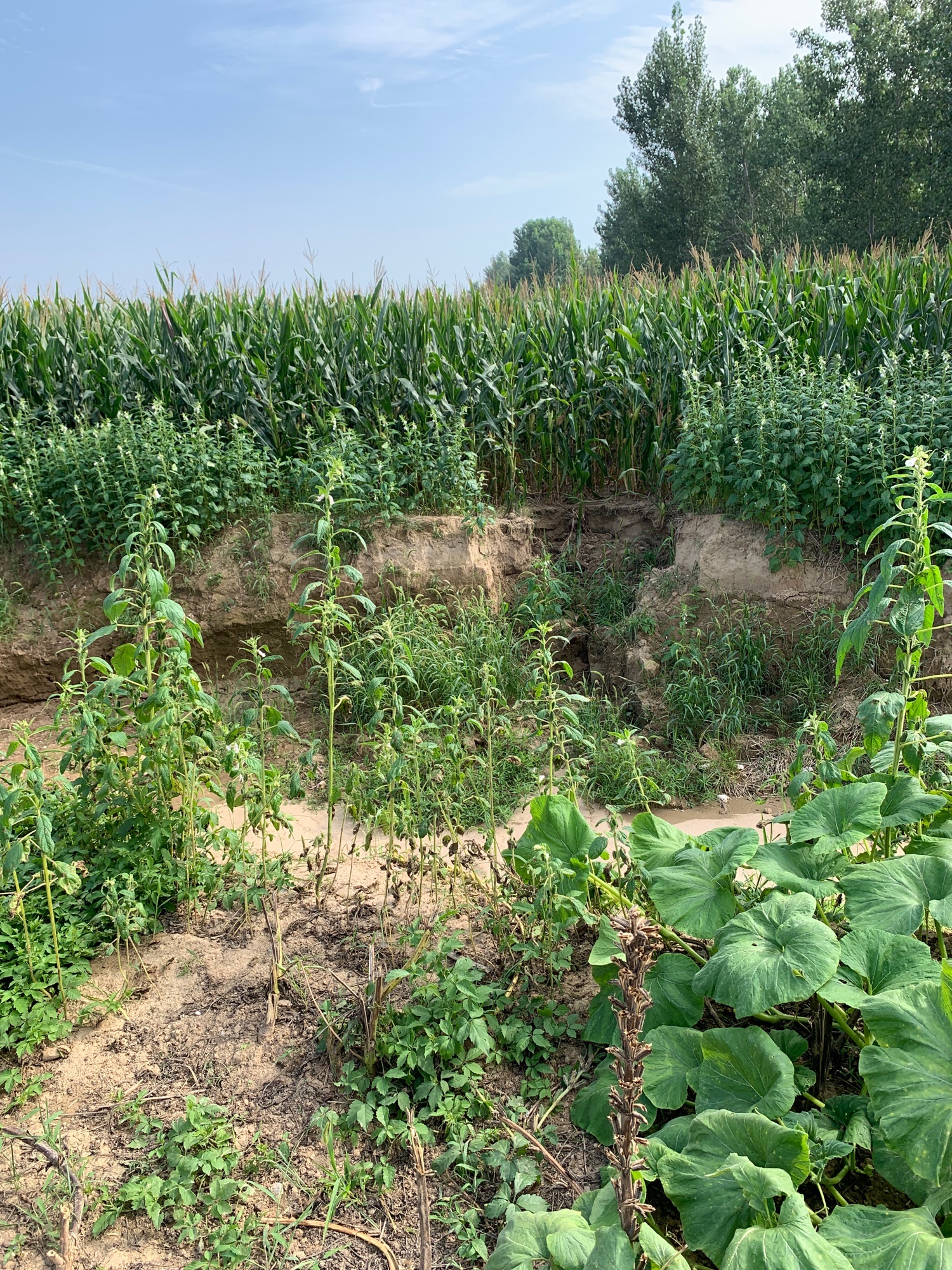 铜瓦厢古镇遗址的第2张图片的图片资料
