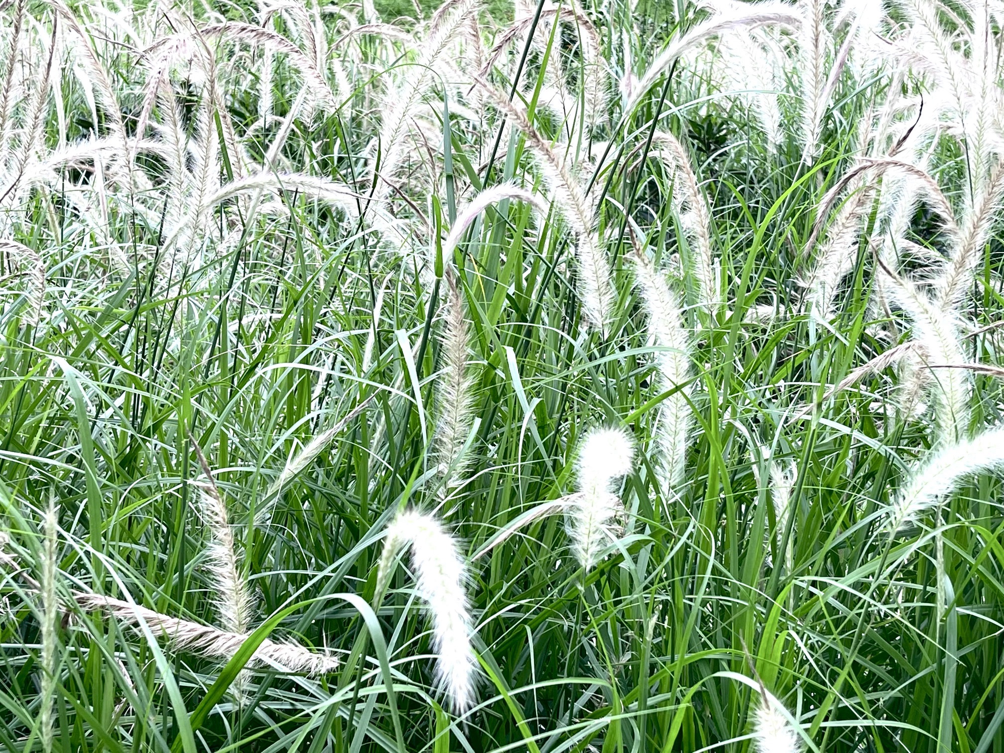 嶂背郊野公园旅行图片 1