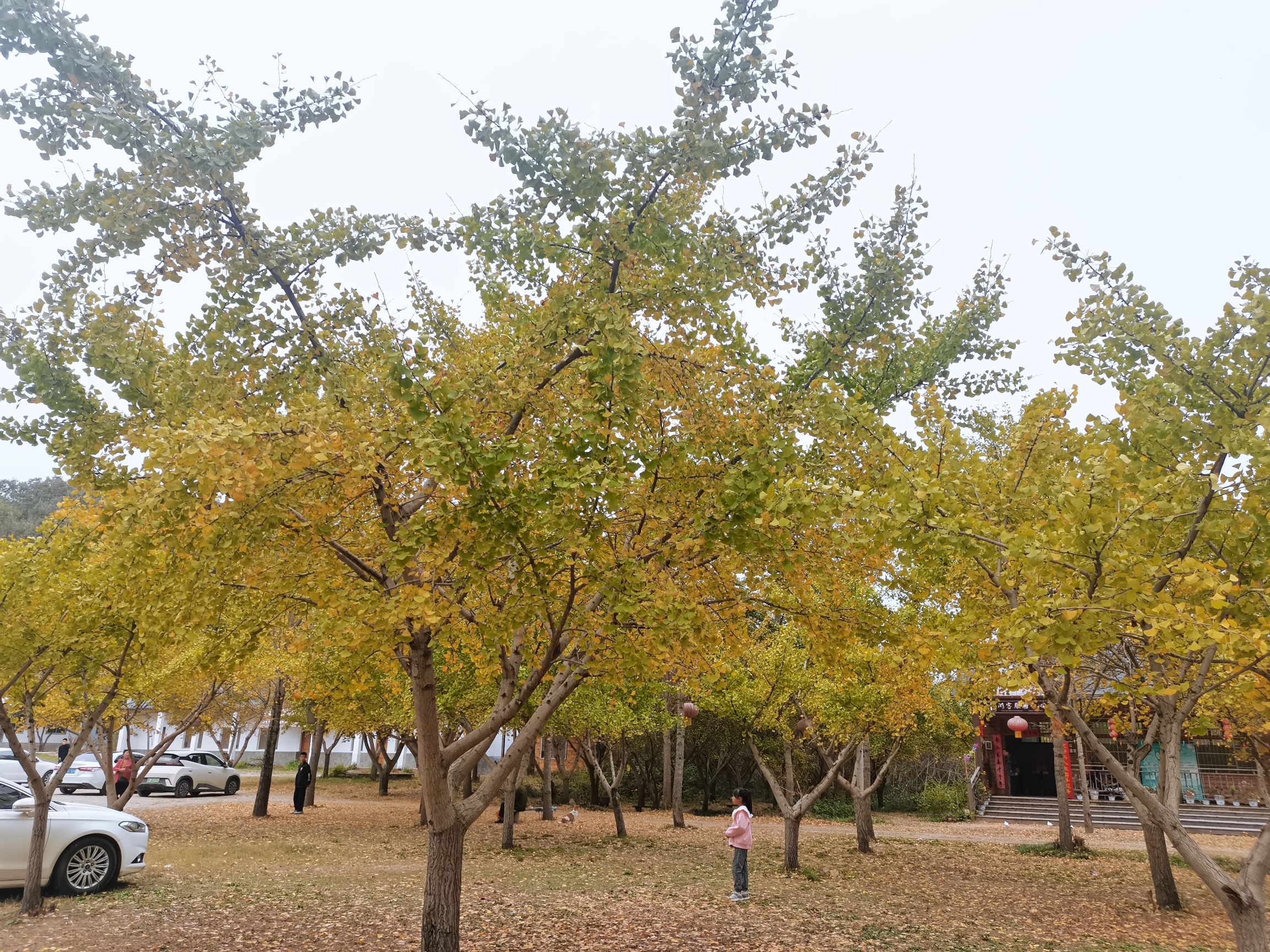 信阳五曲峡森林公园旅行图片 1