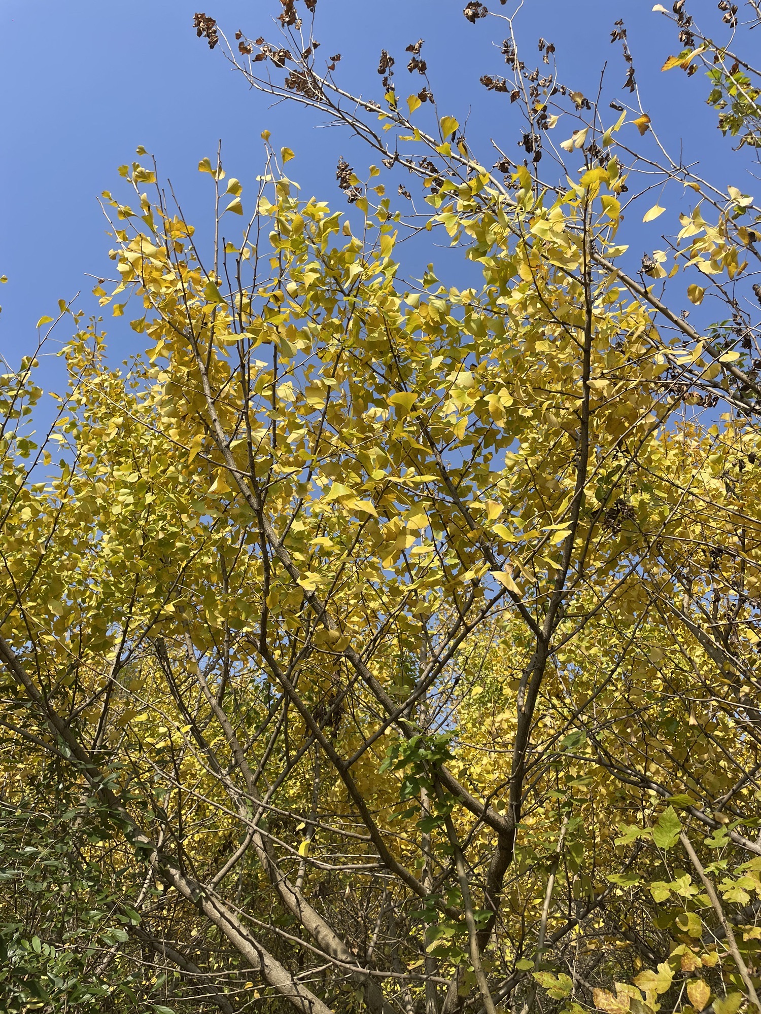 信阳五曲峡森林公园旅行图片 1