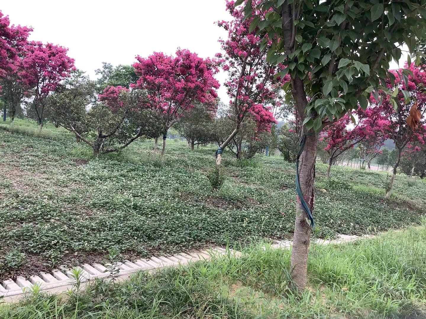 舞阳县孟寨镇澧河湿地公园旅行图片 3
