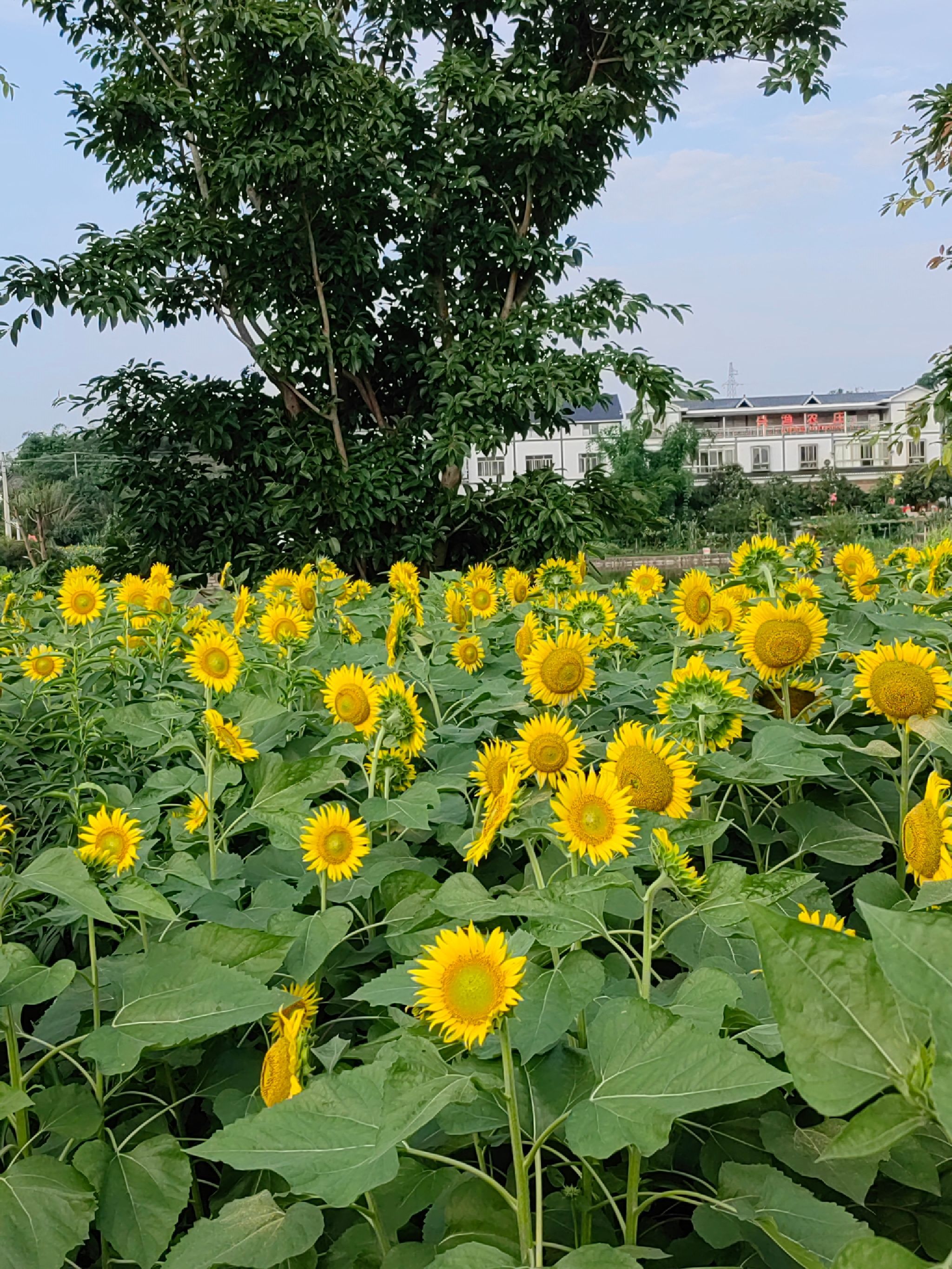 慈竹湖畔旅行图片 2
