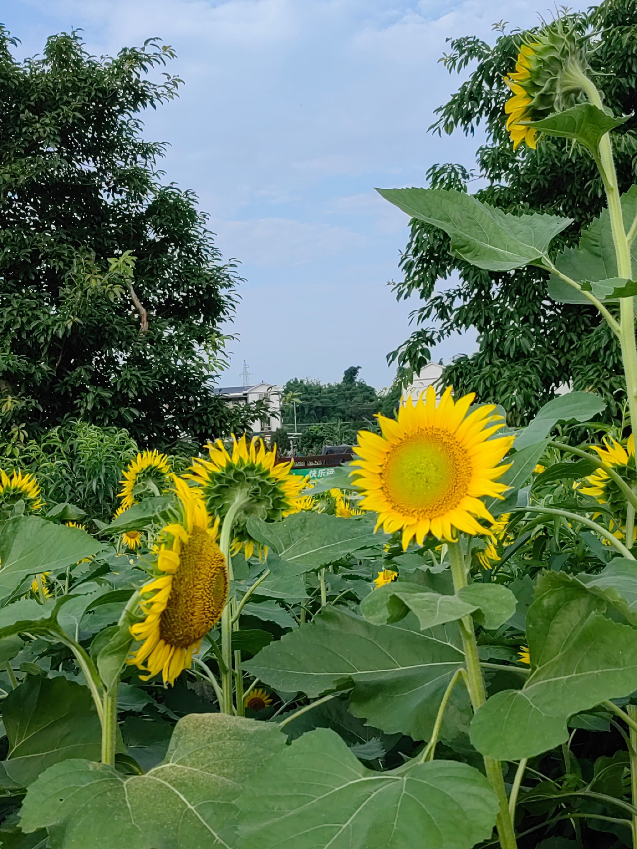 慈竹湖畔旅行图片 3