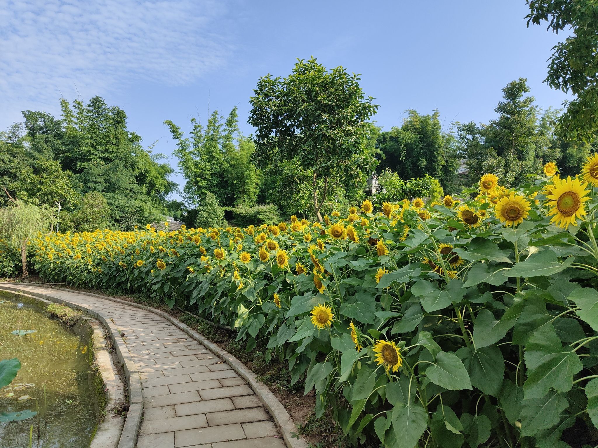 慈竹湖畔旅行图片 1