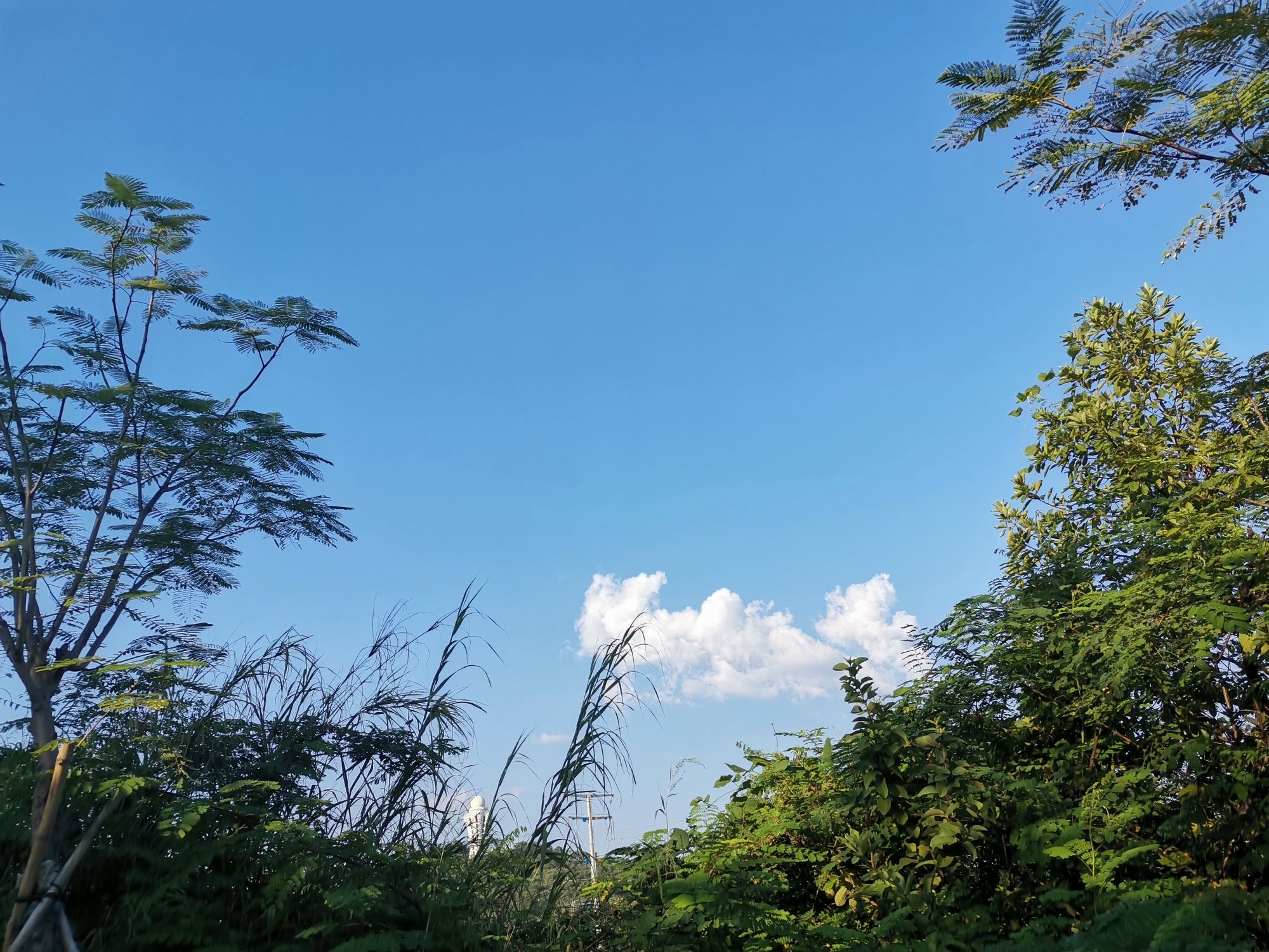 金鸡山森林公园旅行图片 3