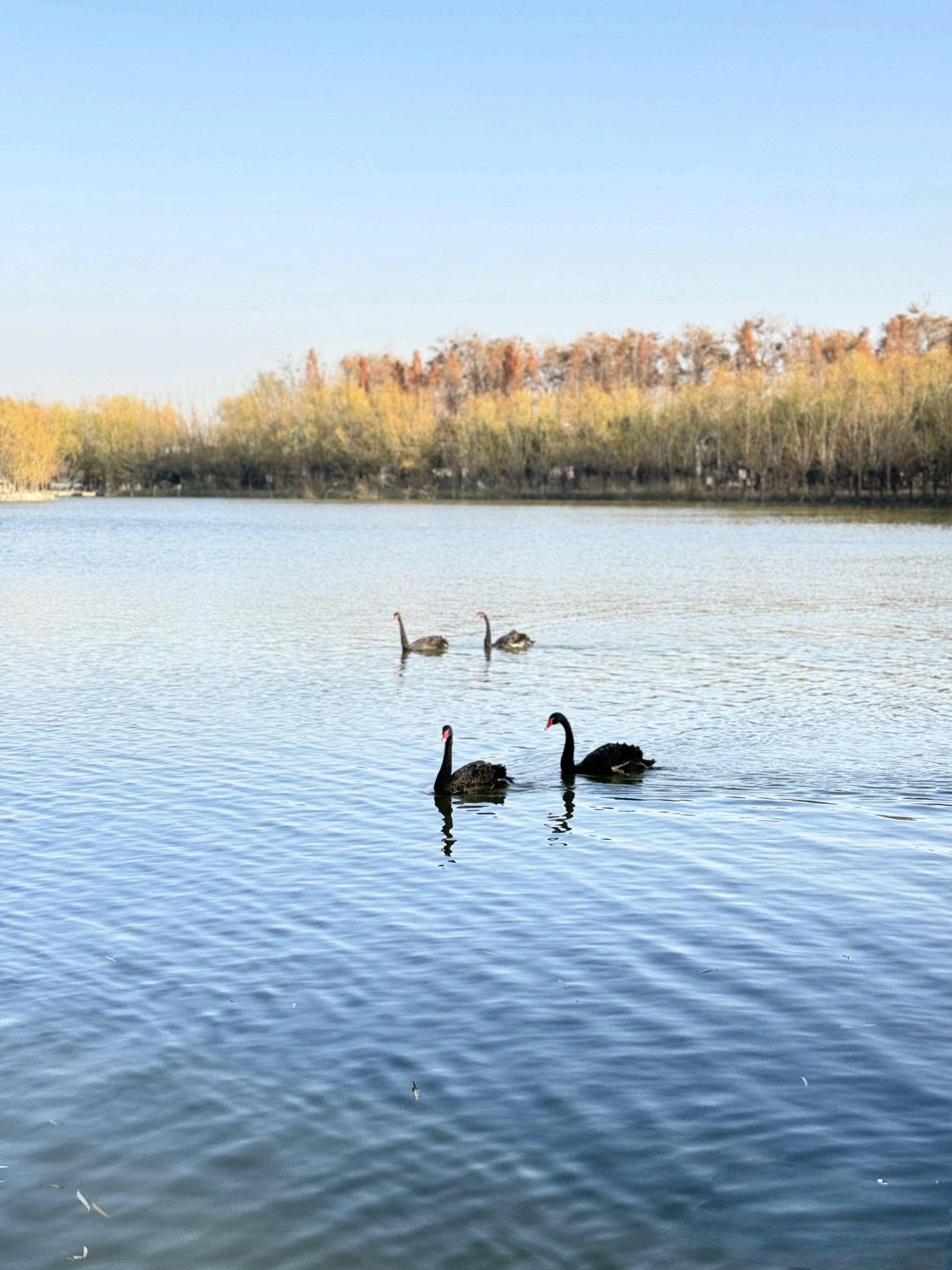 濮上园旅游度假区旅行图片 2