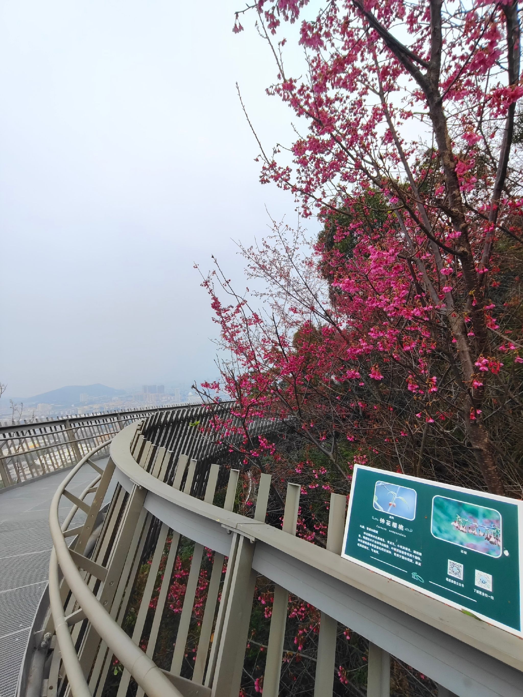 金牛山城市森林步道旅行图片 1