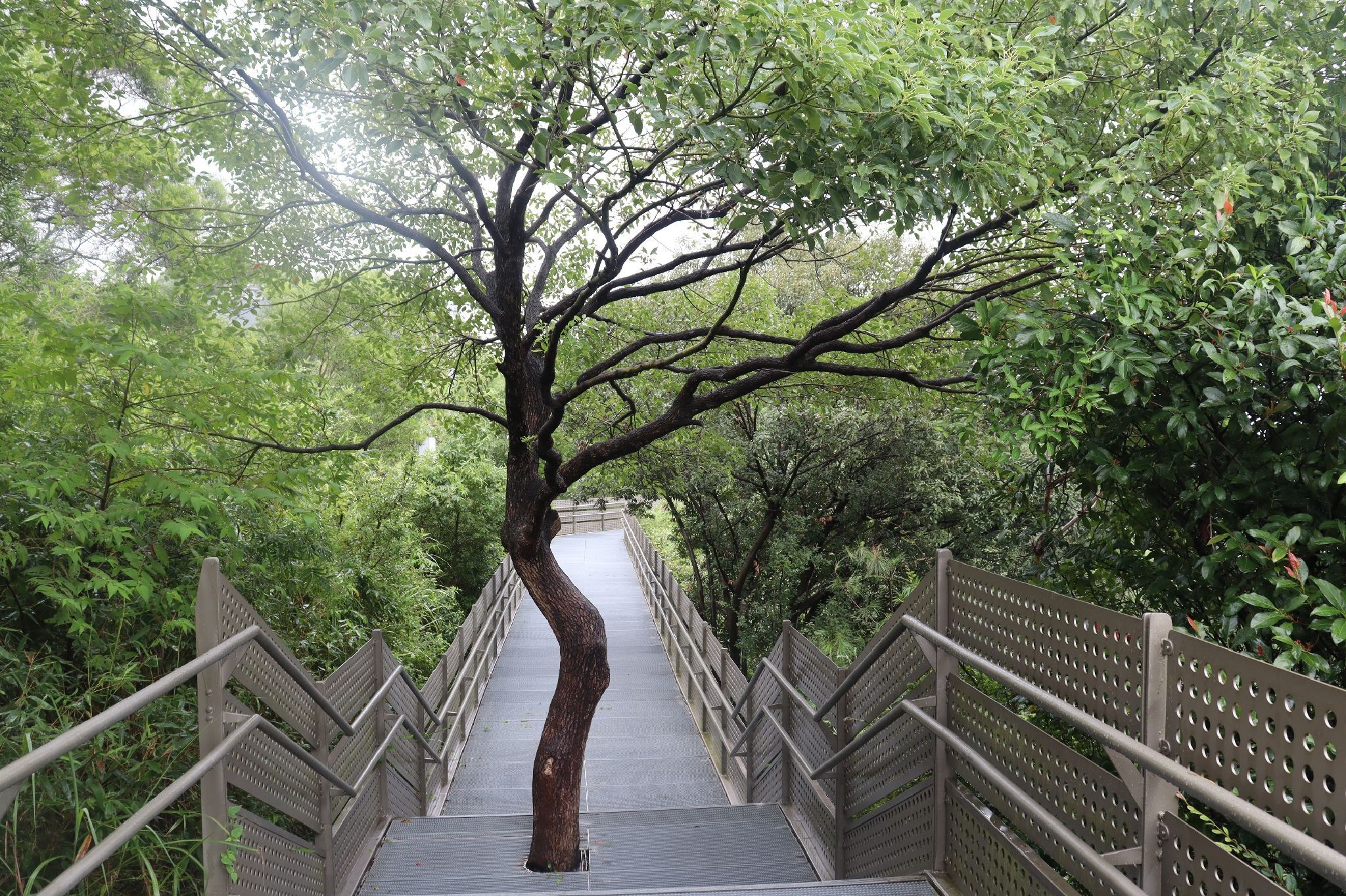 金牛山城市森林步道旅行图片 1
