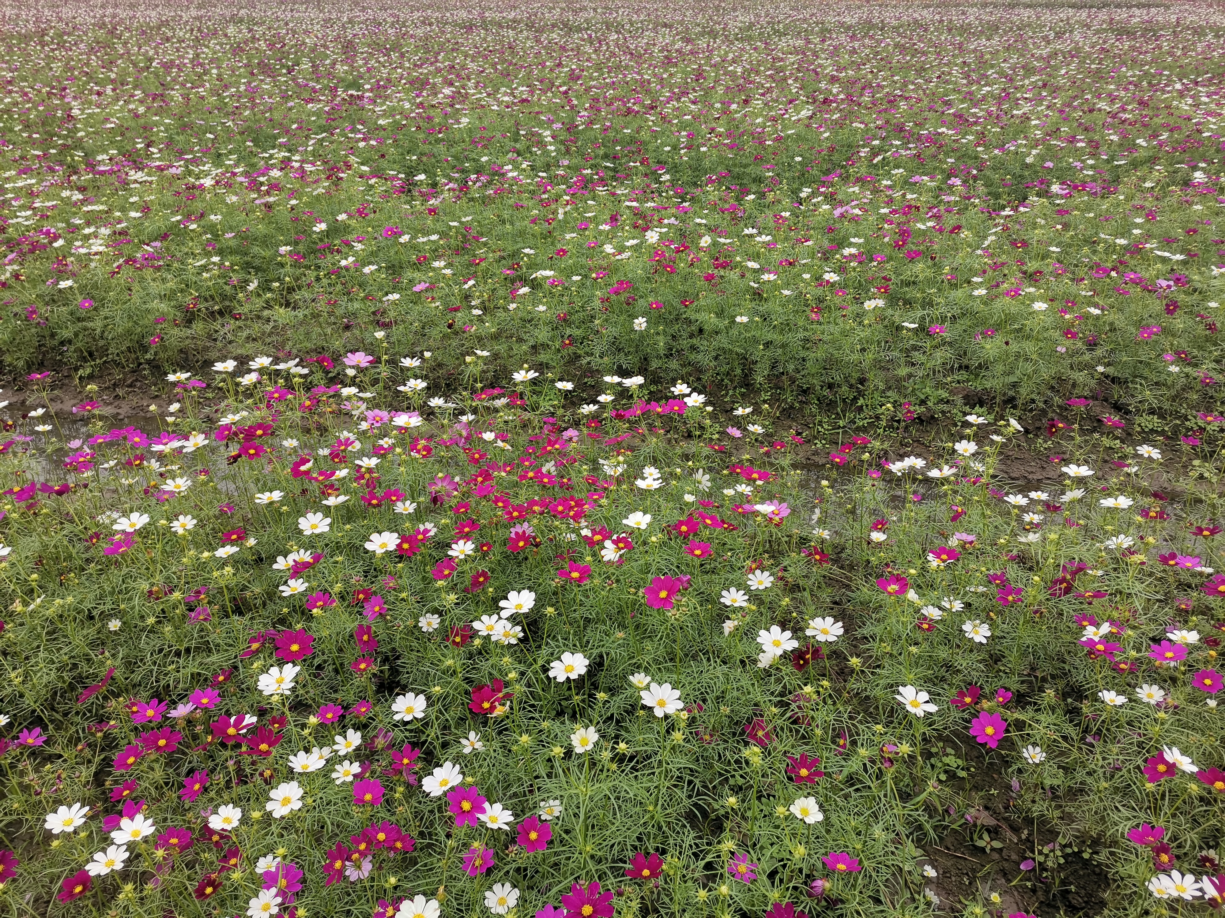 潭牛花海