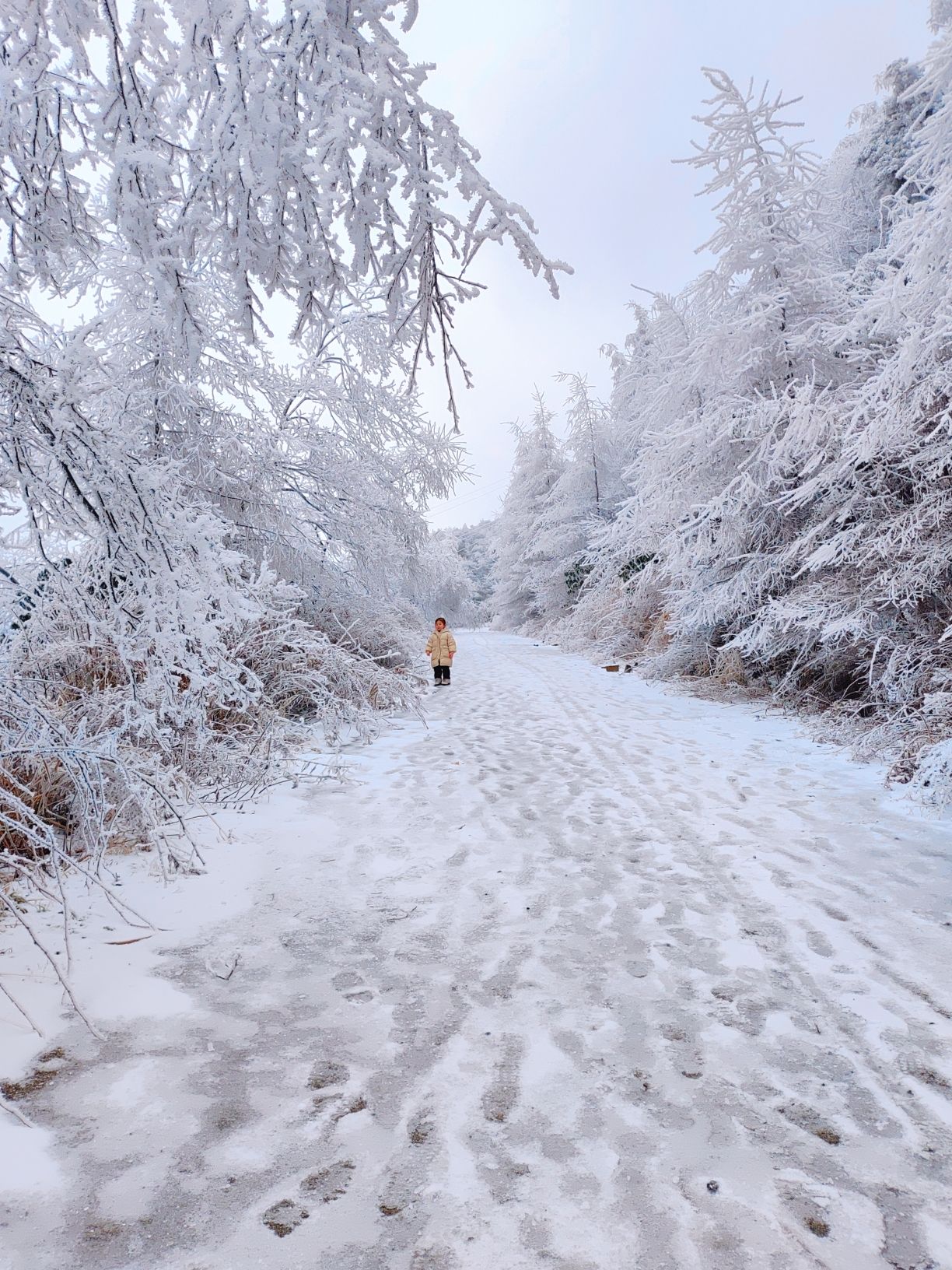 雪宝山国家森林公园旅行图片 3