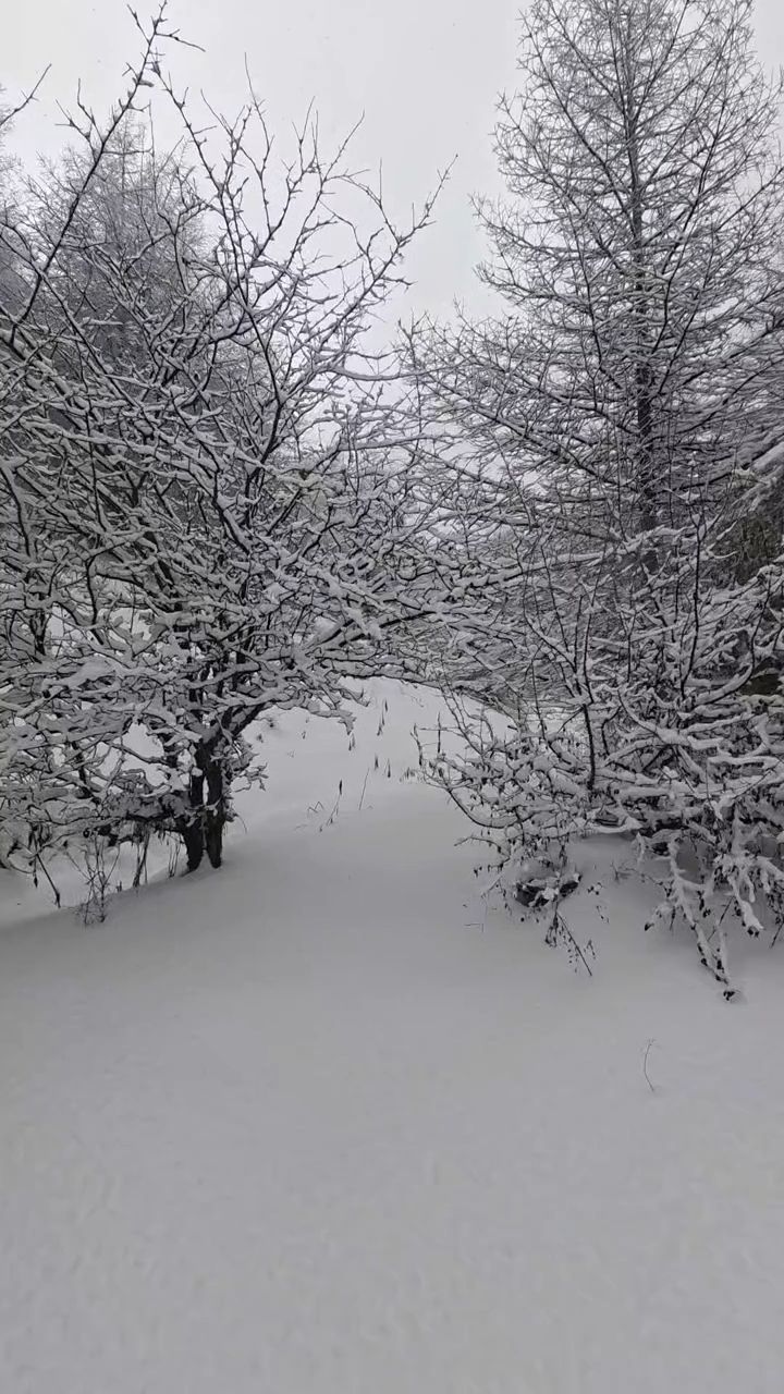雪宝山国家森林公园旅行图片 1