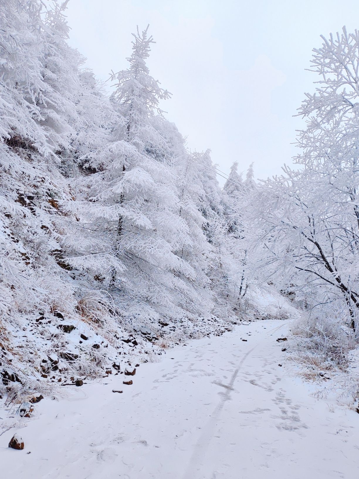 雪宝山国家森林公园旅行图片 1