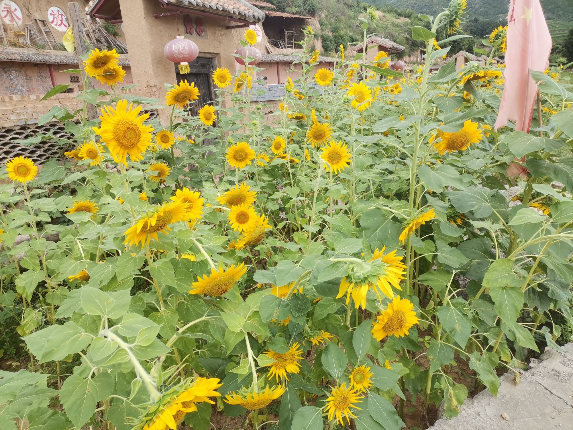 黄土坡老遗址旅行图片 3