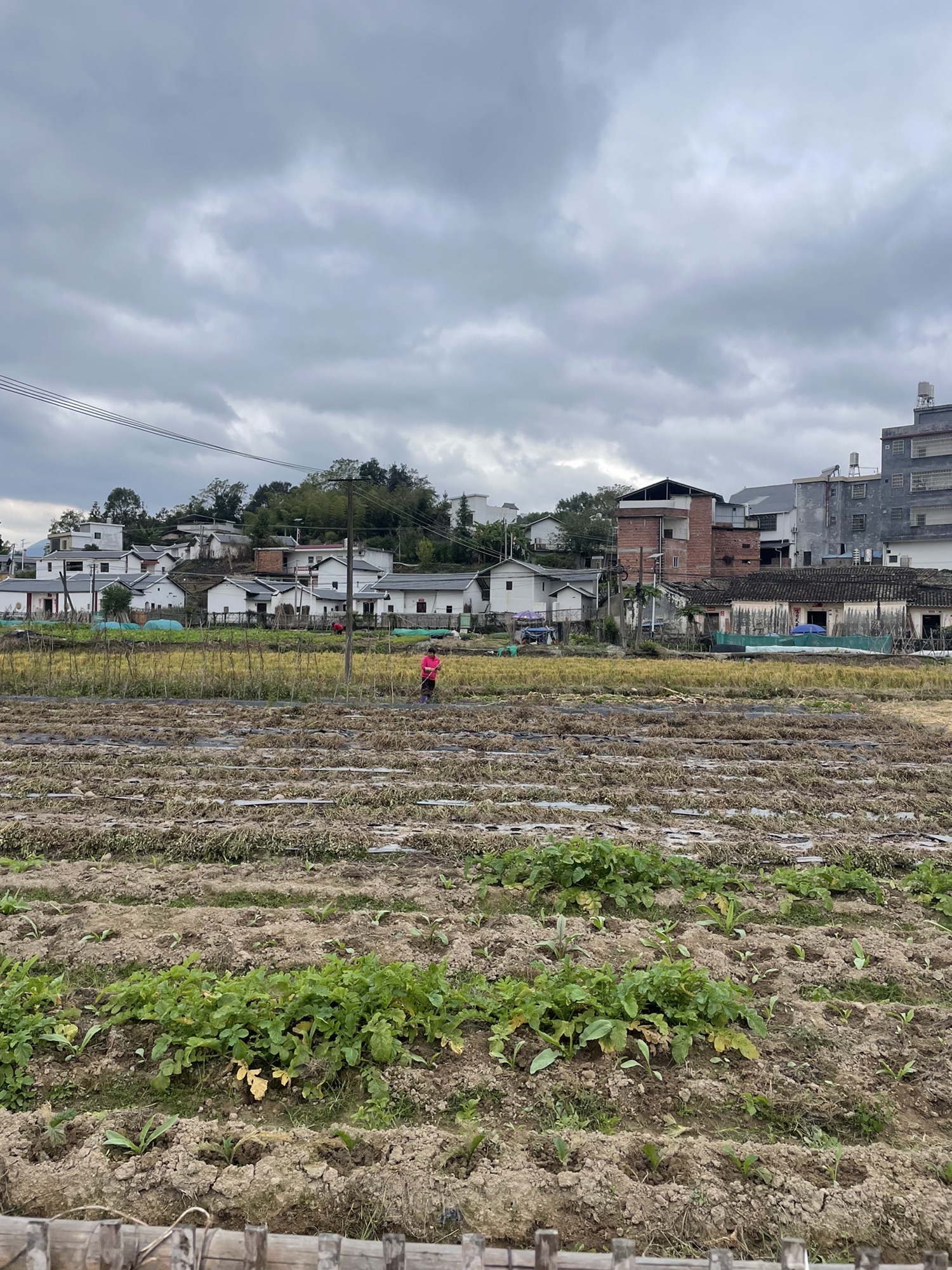 山美村·玉滘镇人大湿地主题公园旅行图片 1