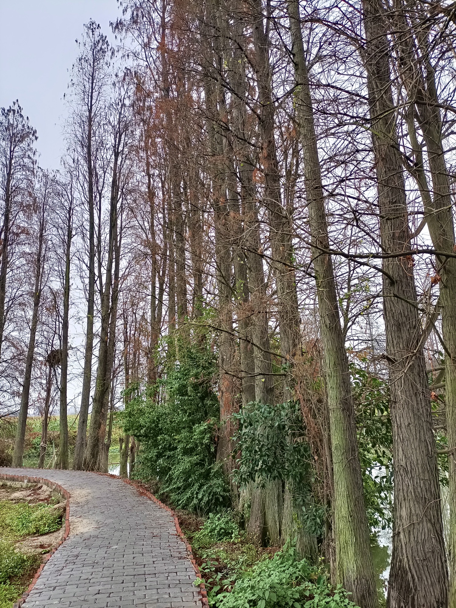 山美村·玉滘镇人大湿地主题公园旅行图片 3