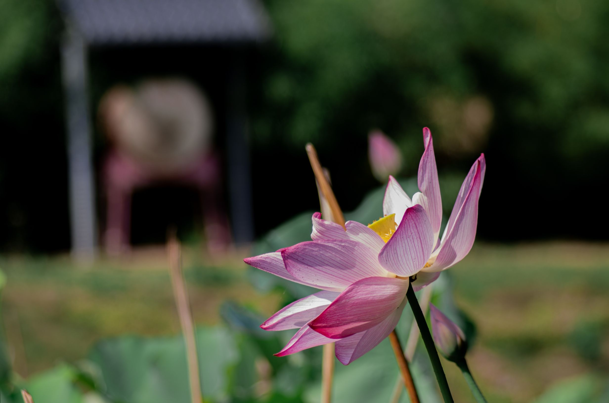 莲花池公园旅行图片 2